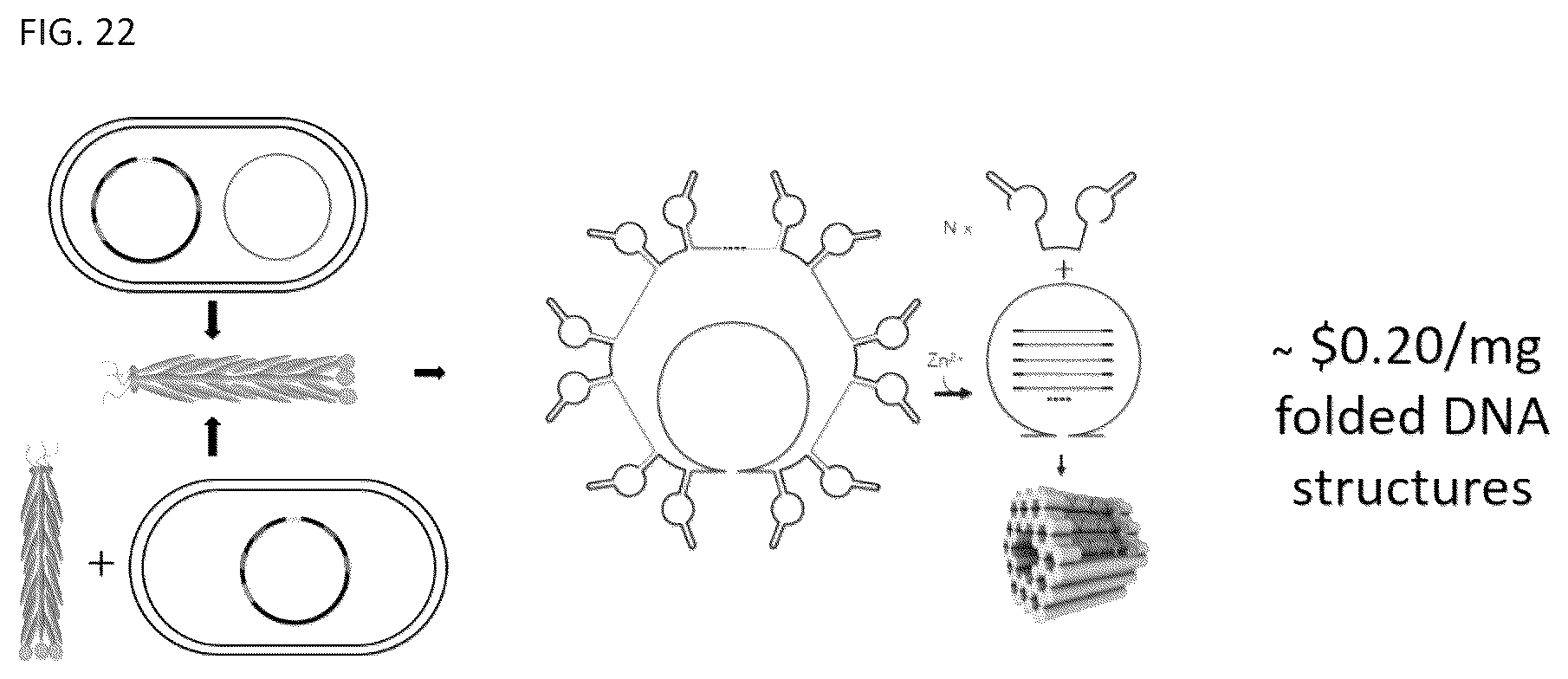 Patent US12338459 Figure 18 – DNA-chimeric antigen receptor T cells for immunotherapy