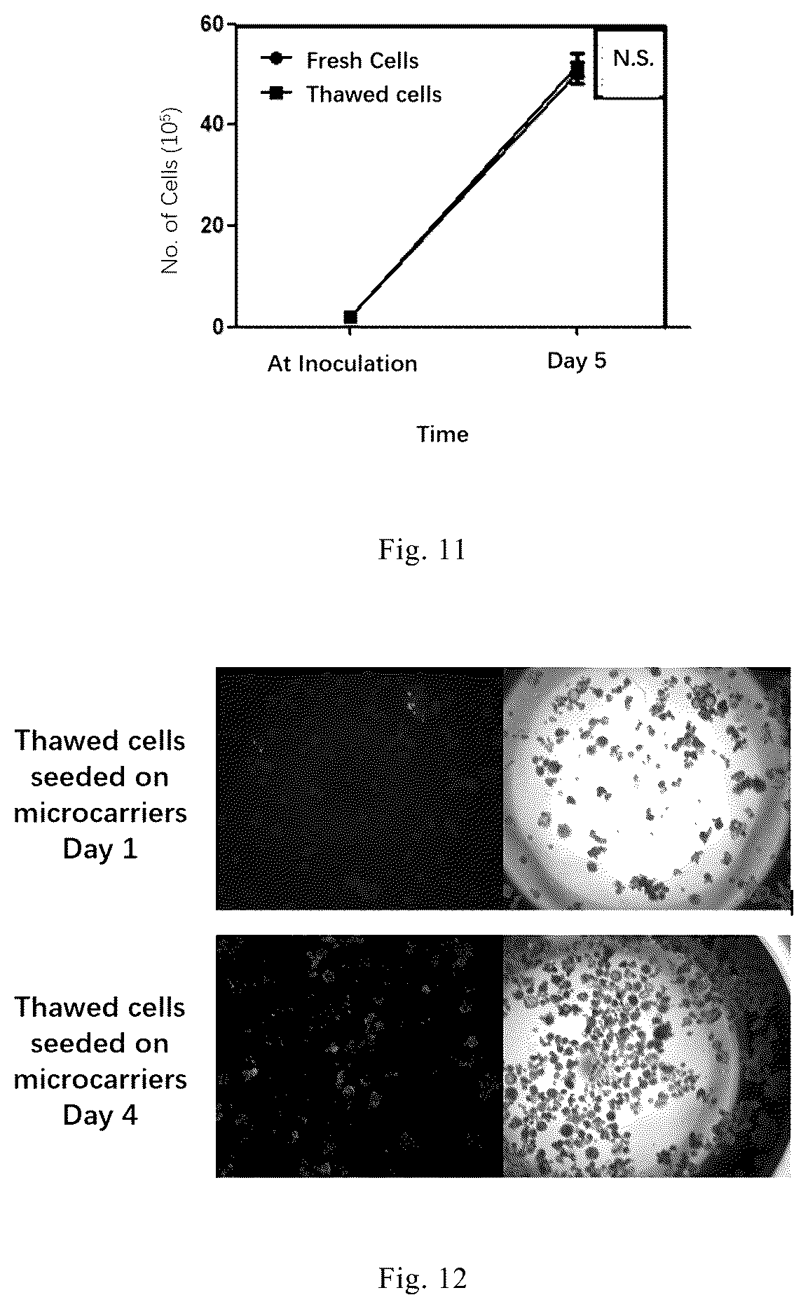 Patent US12338461 Figure 5 – Three-dimensional culture method for large-scale preparation of stem cells