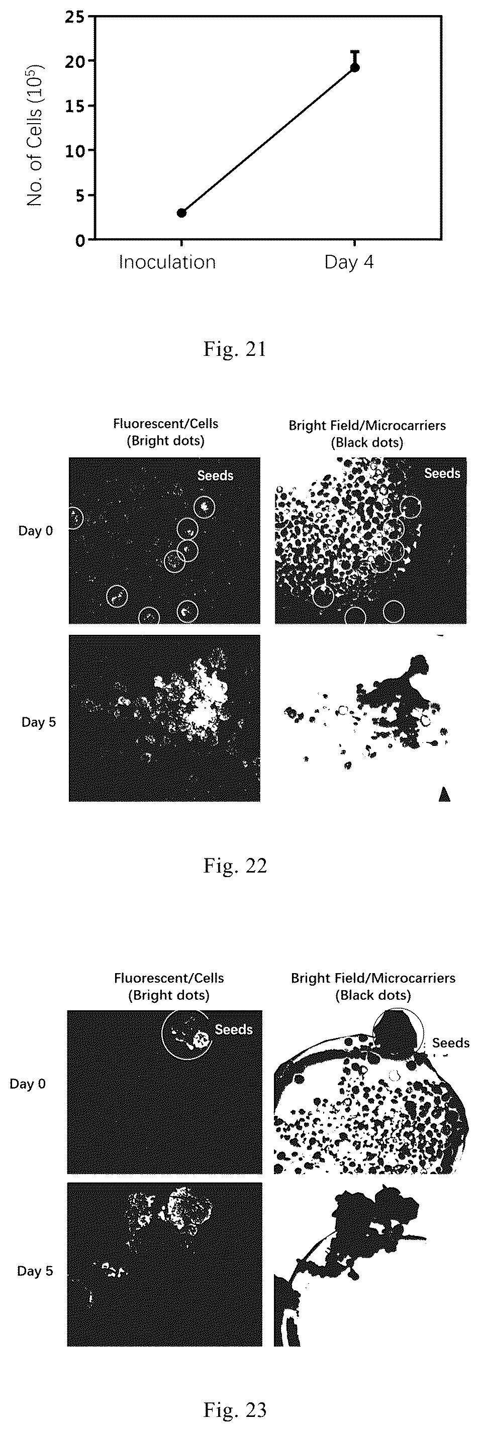 Patent US12338461 Figure 10 – Three-dimensional culture method for large-scale preparation of stem cells