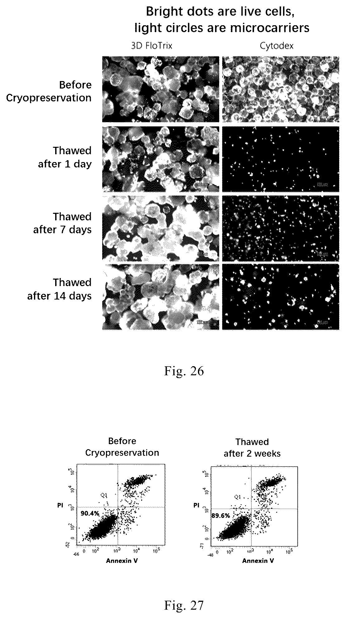 Patent US12338461 Figure 12 – Three-dimensional culture method for large-scale preparation of stem cells
