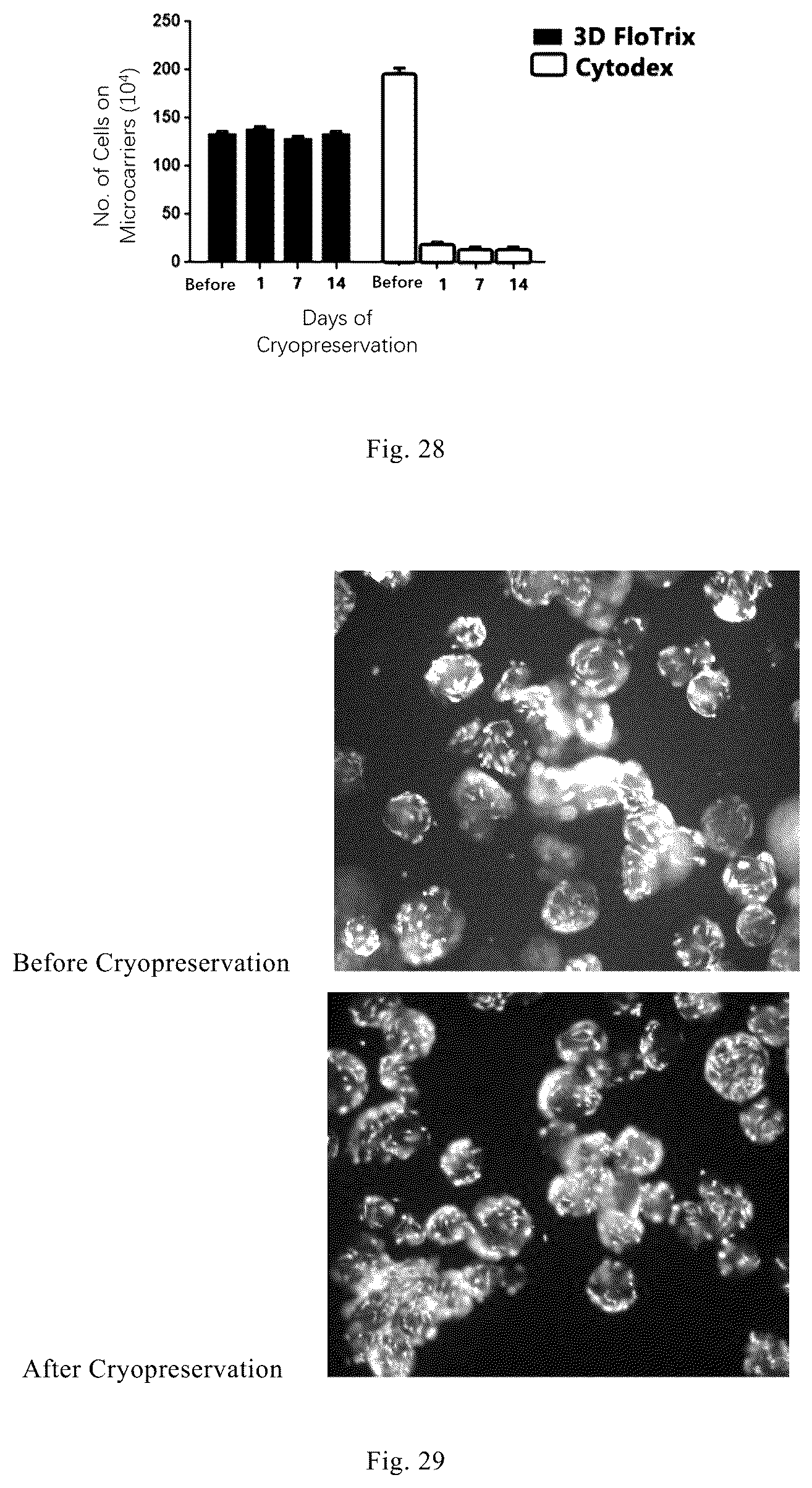 Patent US12338461 Figure 13 – Three-dimensional culture method for large-scale preparation of stem cells