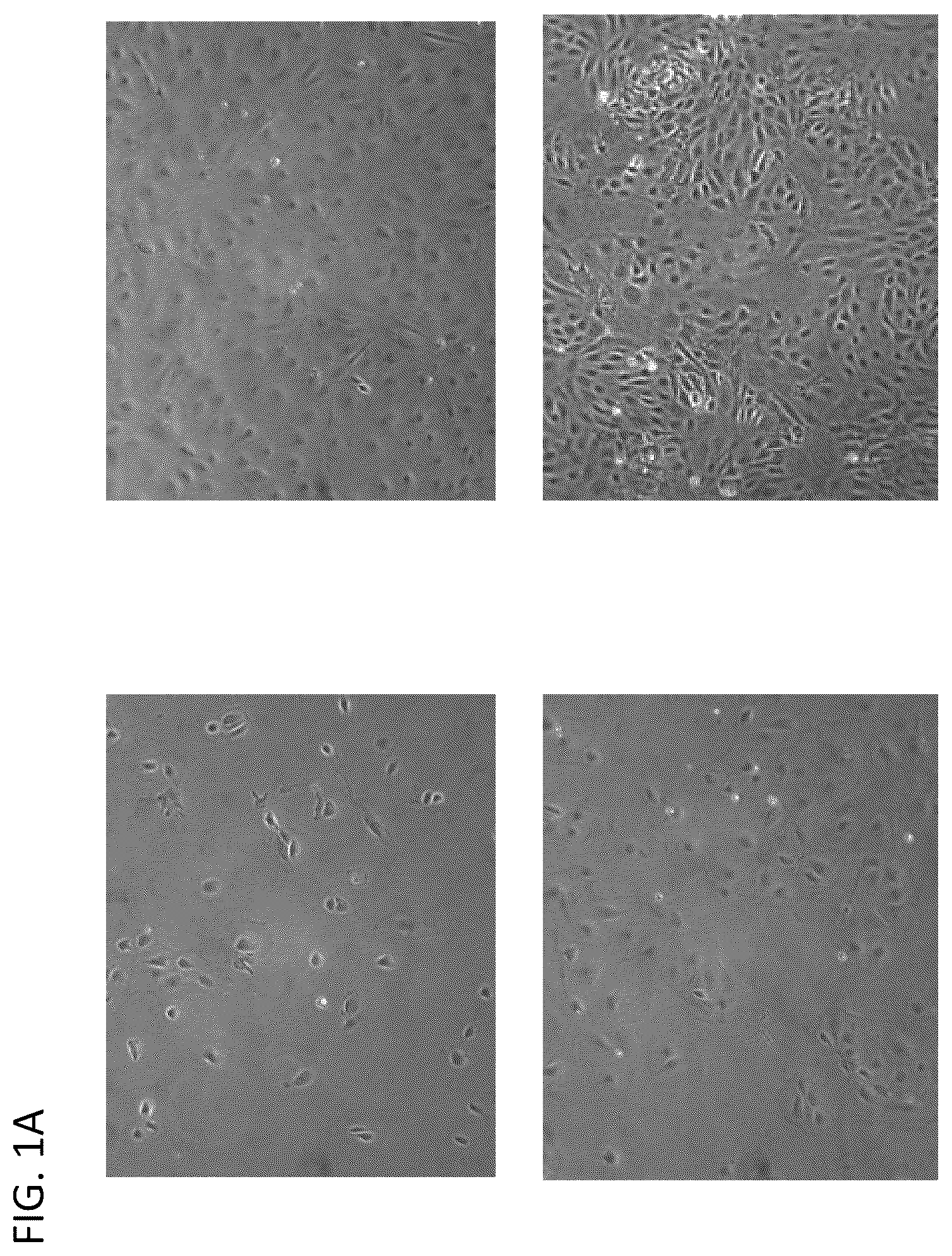 Patent US12338462 Figure 1 – Induction of pancreatic beta cells by stem cell differentiation with RNA