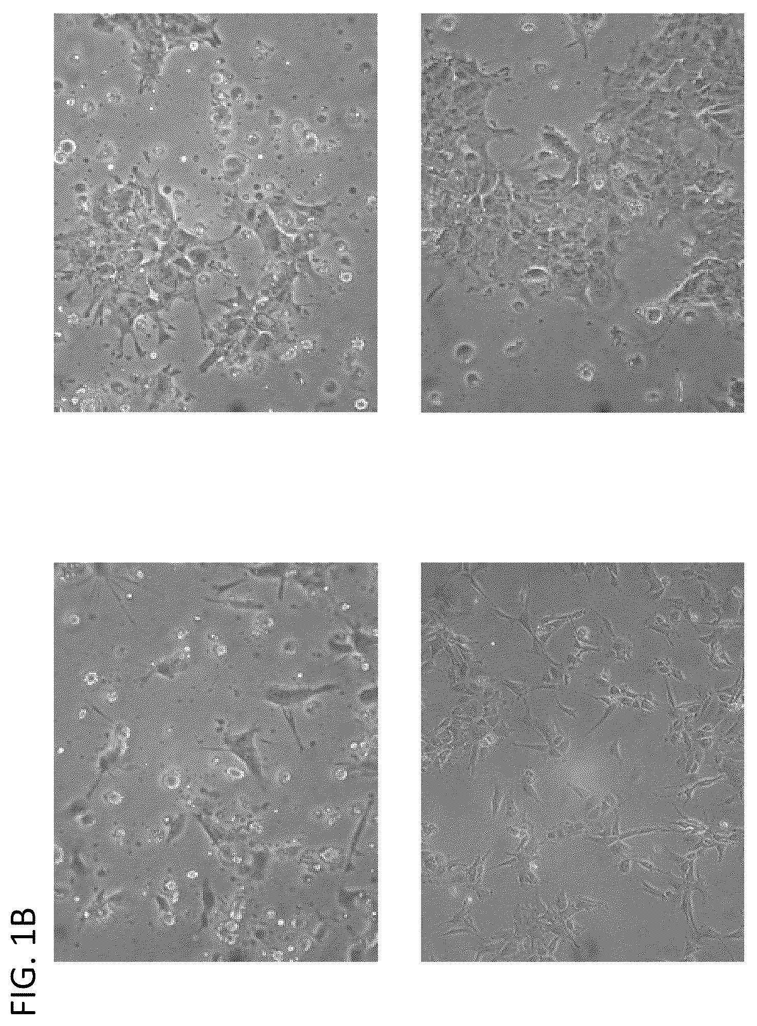 Patent US12338462 Figure 2 – Induction of pancreatic beta cells by stem cell differentiation with RNA