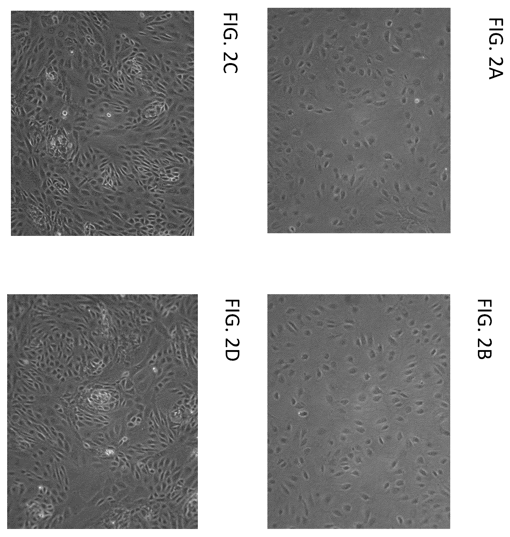 Patent US12338462 Figure 3 – Induction of pancreatic beta cells by stem cell differentiation with RNA