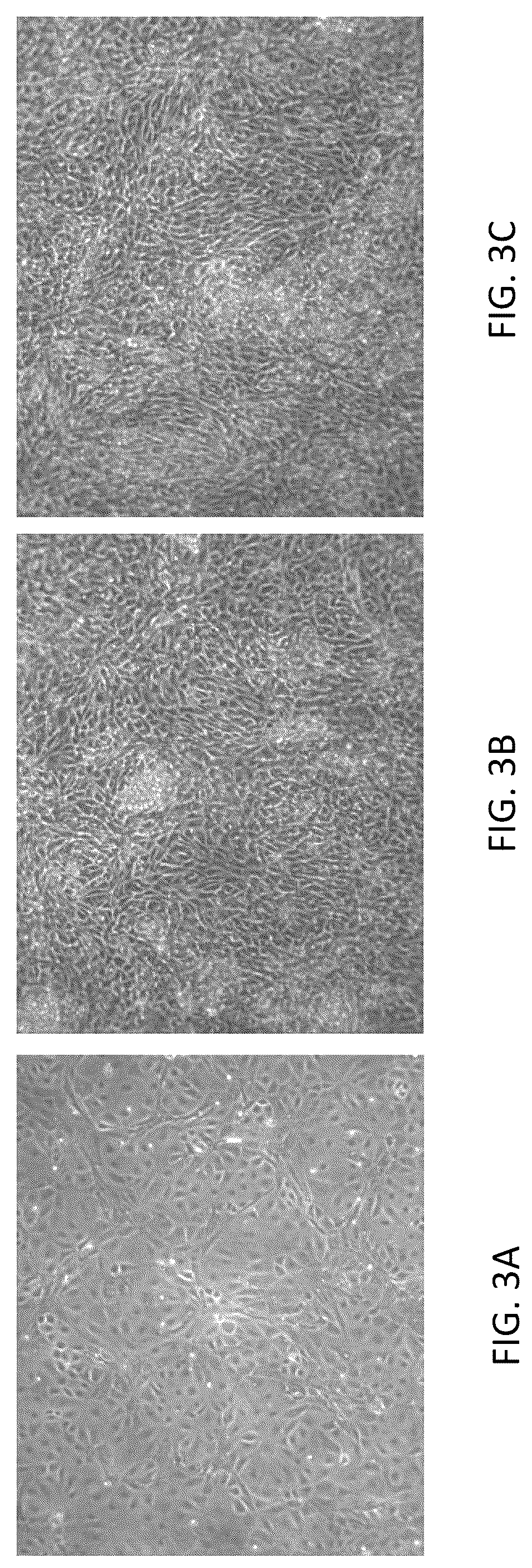 Patent US12338462 Figure 4 – Induction of pancreatic beta cells by stem cell differentiation with RNA