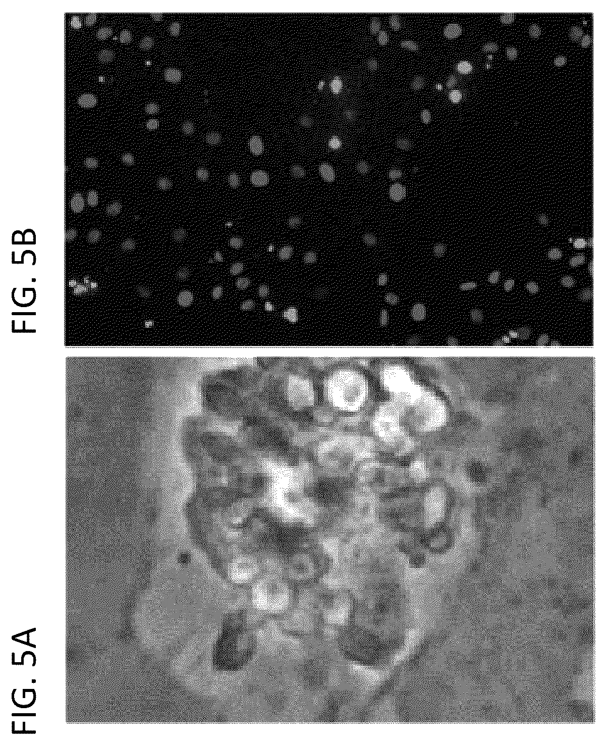 Patent US12338462 Figure 6 – Induction of pancreatic beta cells by stem cell differentiation with RNA