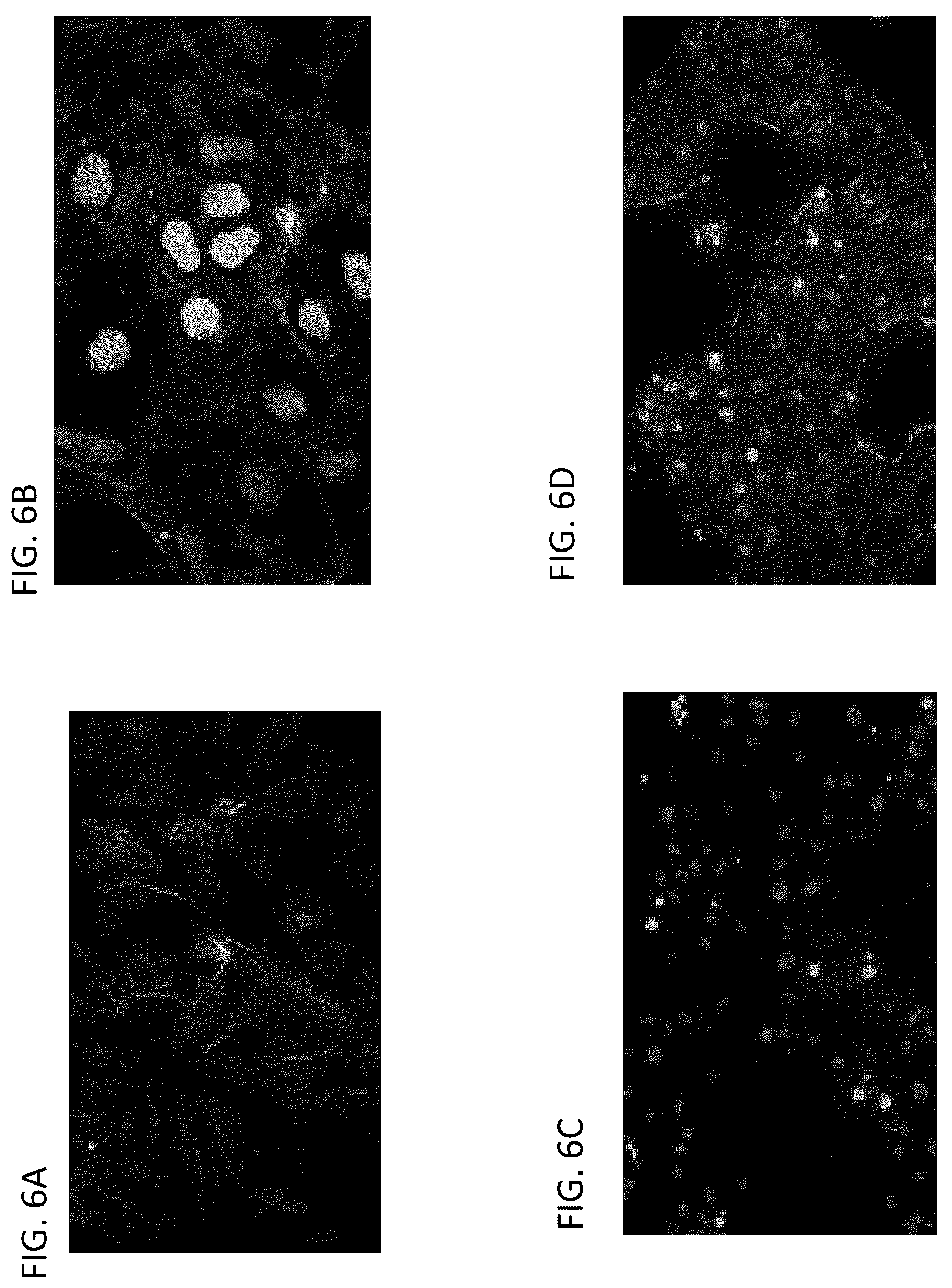 Patent US12338462 Figure 7 – Induction of pancreatic beta cells by stem cell differentiation with RNA