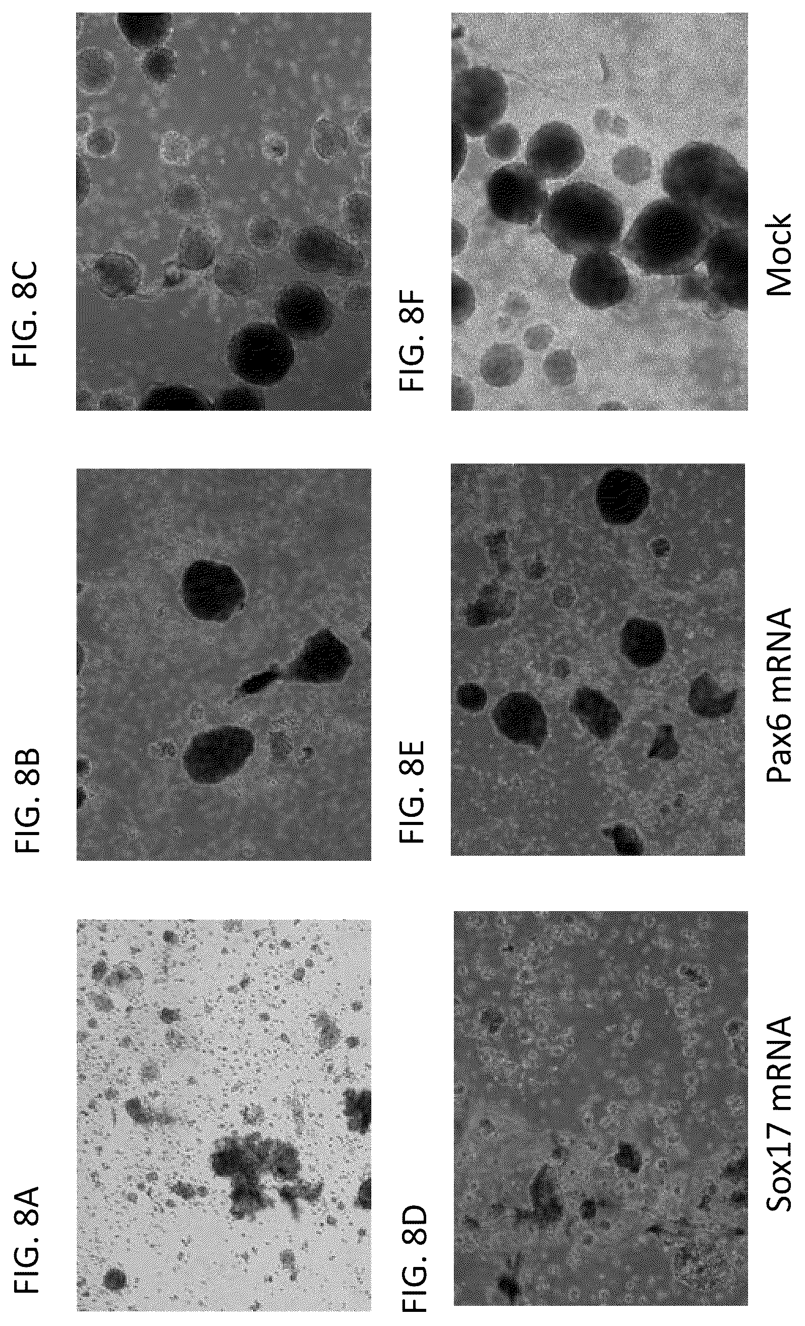 Patent US12338462 Figure 9 – Induction of pancreatic beta cells by stem cell differentiation with RNA