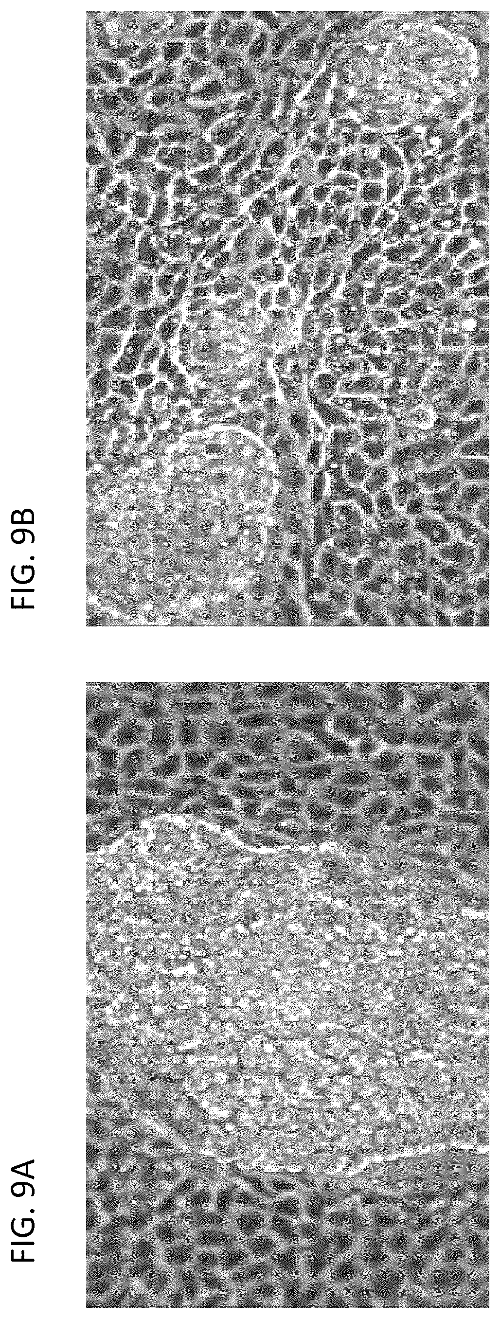 Patent US12338462 Figure 10 – Induction of pancreatic beta cells by stem cell differentiation with RNA