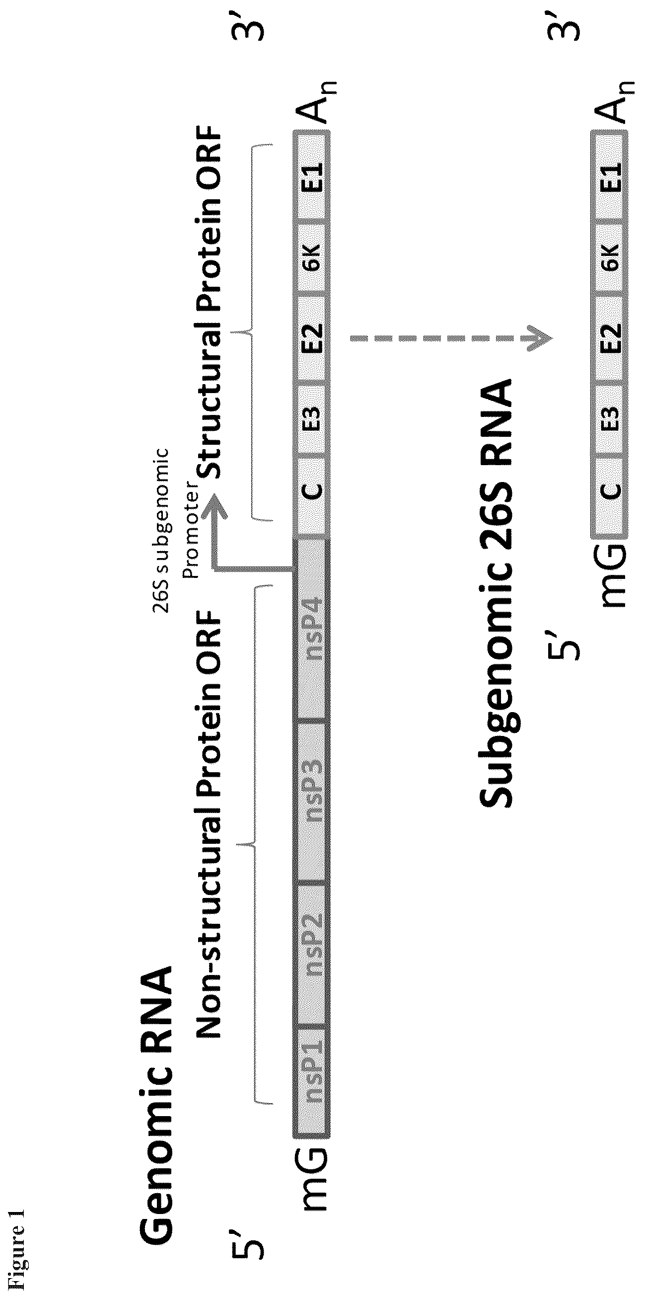 Patent US12338463 — Sindbis control virus — Figure 1