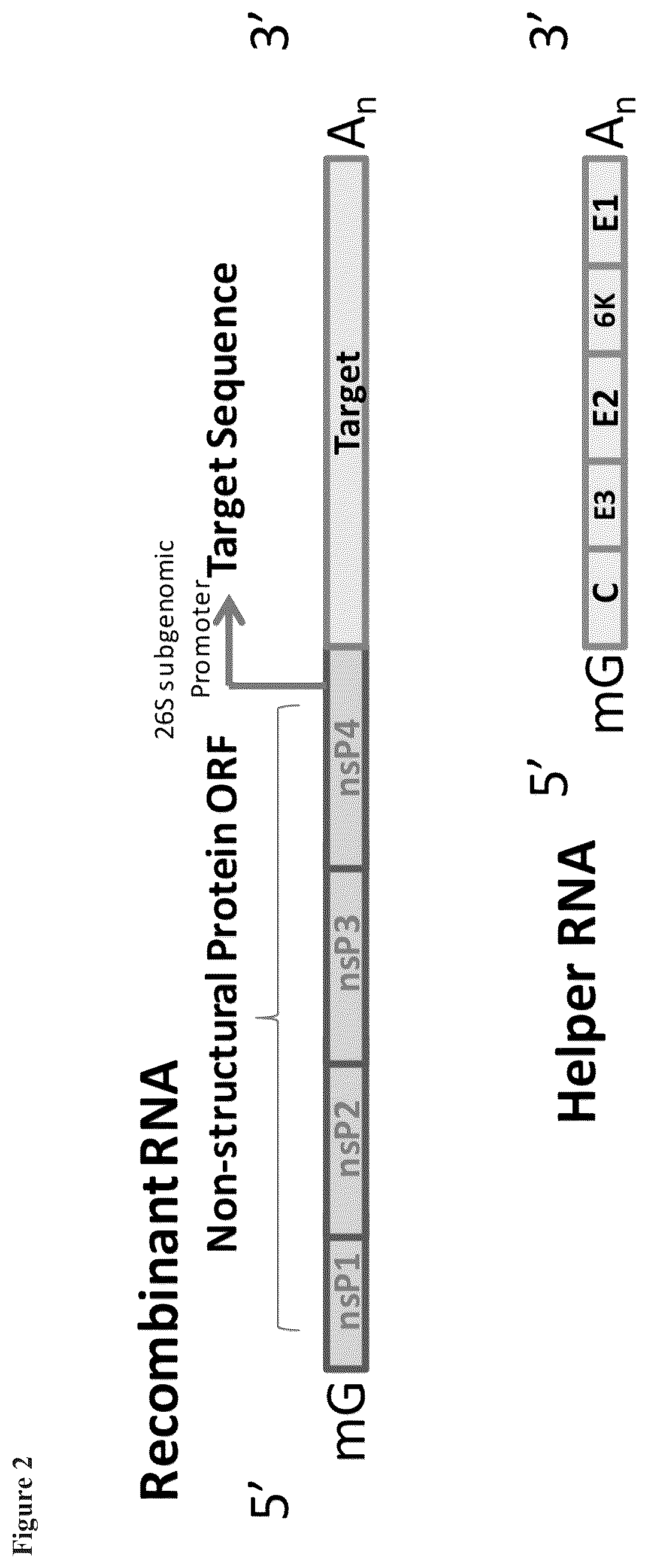 Patent US12338463 Figure 2 – Sindbis control virus