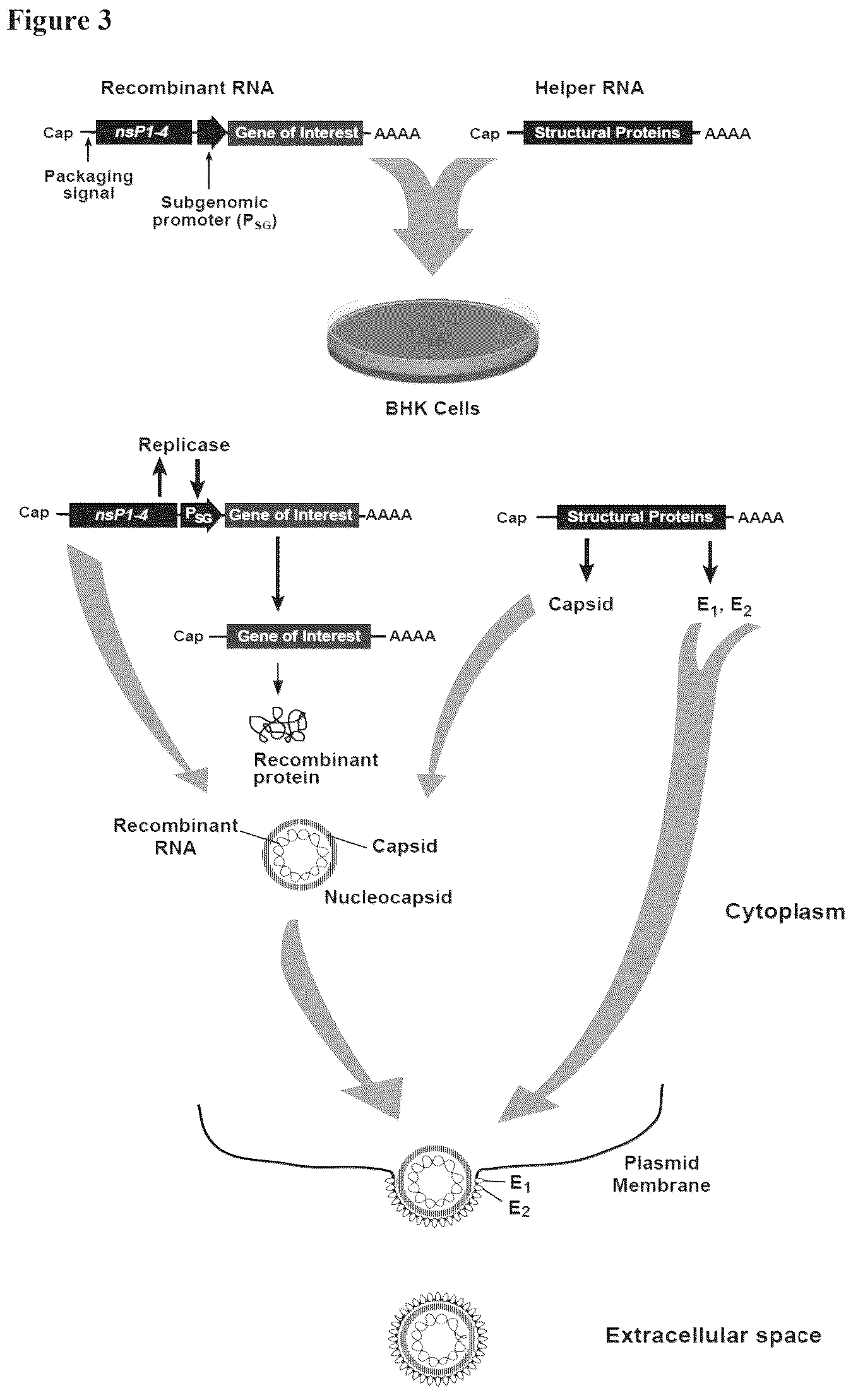 Patent US12338463 Figure 3 – Sindbis control virus