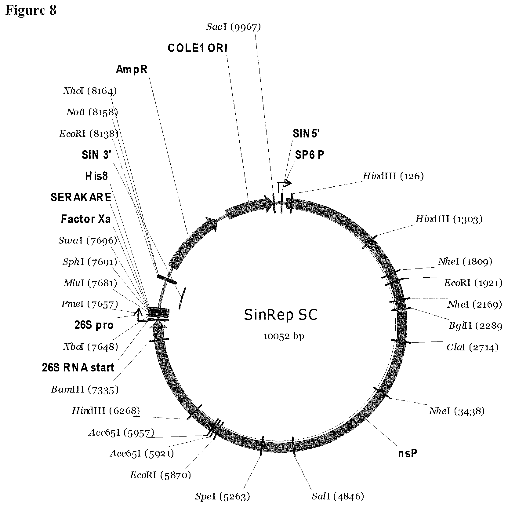 Patent US12338463 Figure 8 – Sindbis control virus