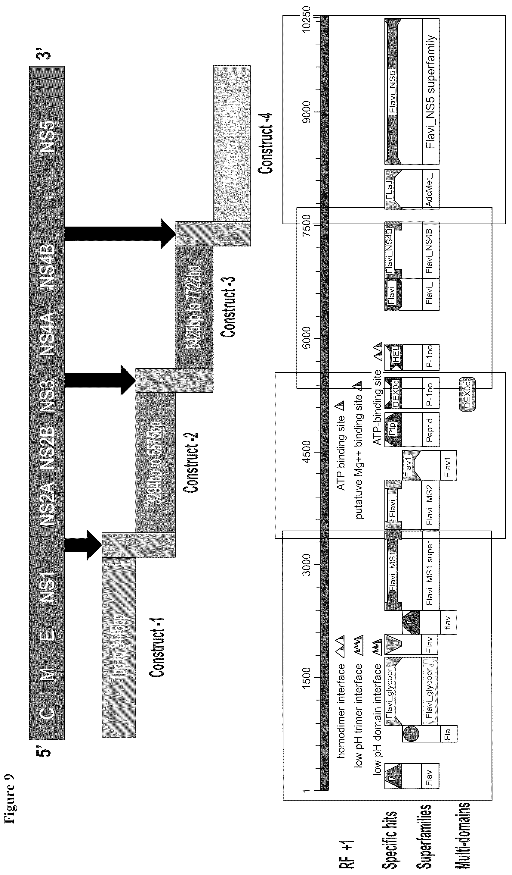 Patent US12338463 Figure 9 – Sindbis control virus