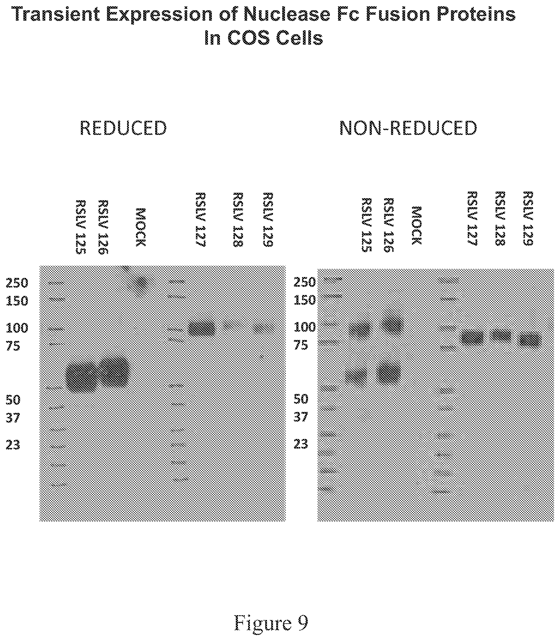 Patent US12338466 Figure 9 – Therapeutic nuclease compositions and methods