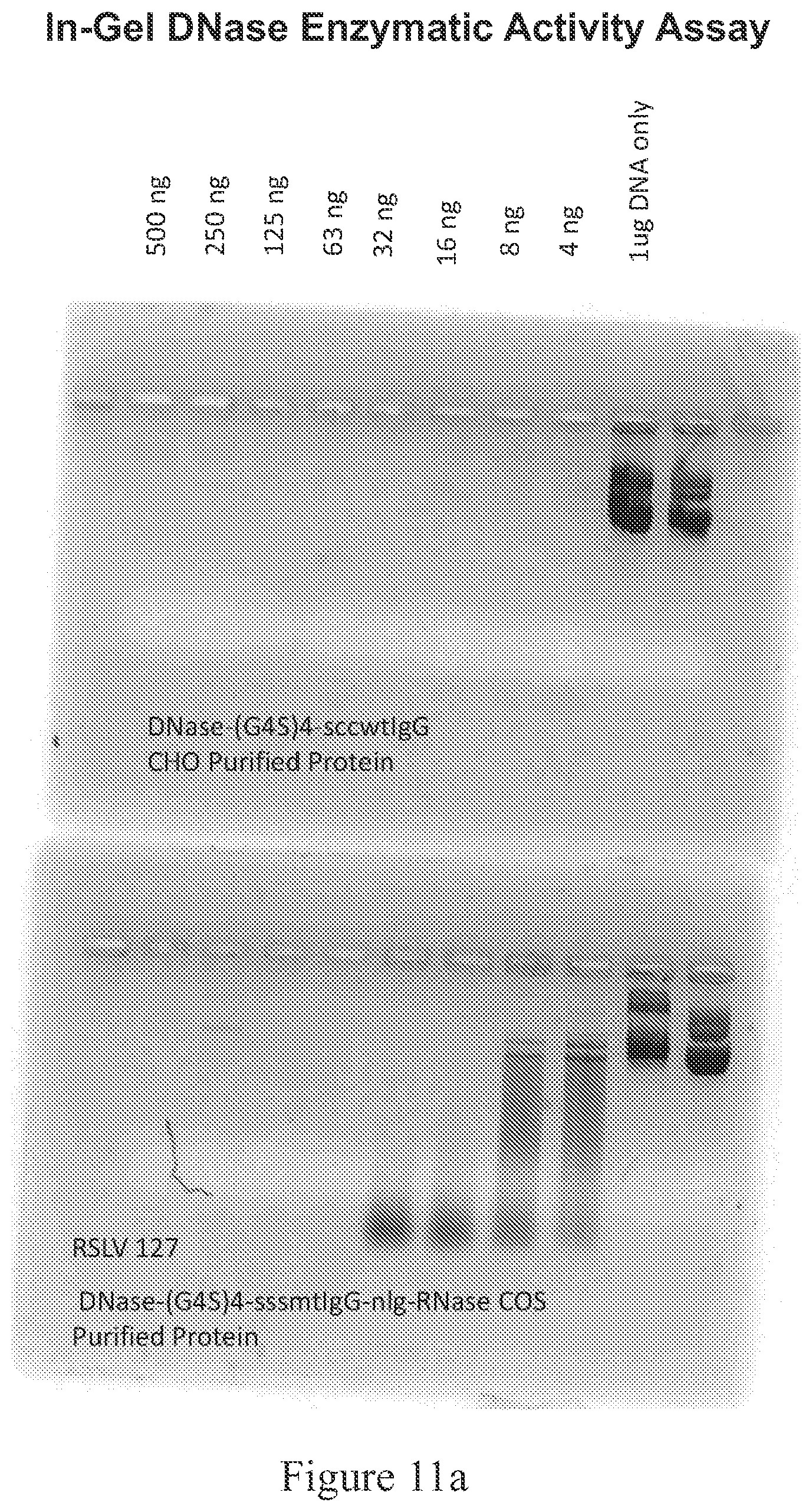 Patent US12338466 Figure 11 – Therapeutic nuclease compositions and methods