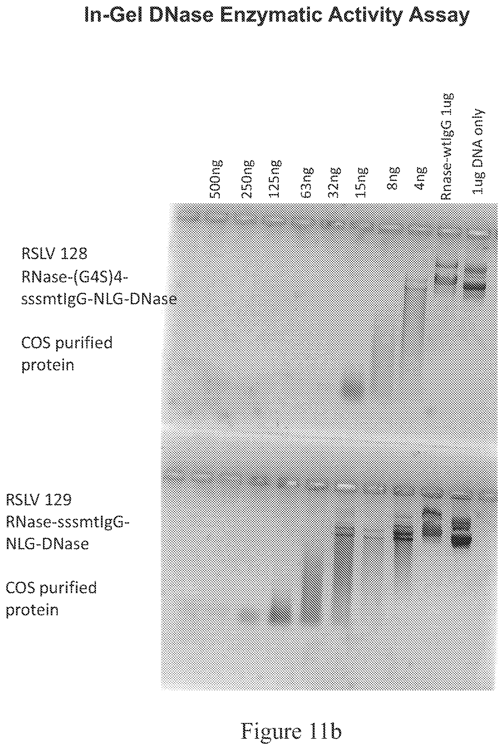 Patent US12338466 Figure 12 – Therapeutic nuclease compositions and methods