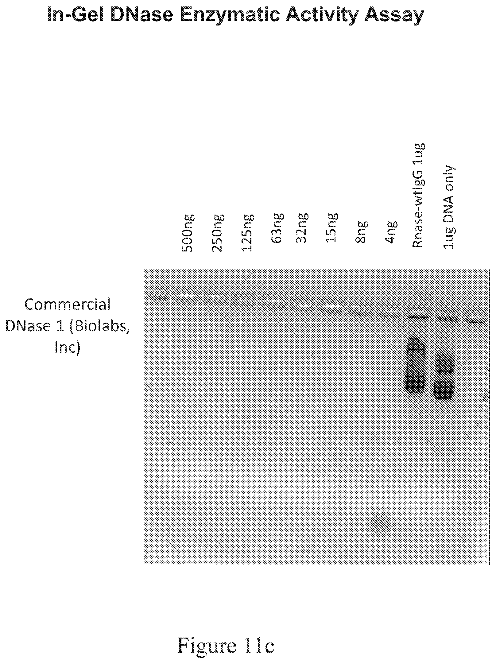 Patent US12338466 Figure 13 – Therapeutic nuclease compositions and methods