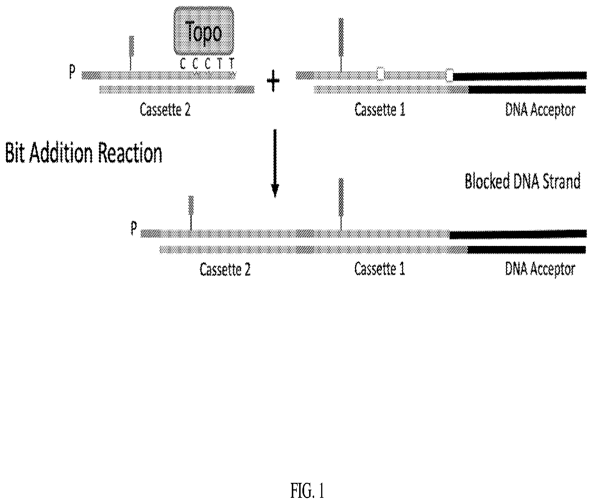Patent US12338470 — Enzymes and systems for synthesizing DNA — Figure 1