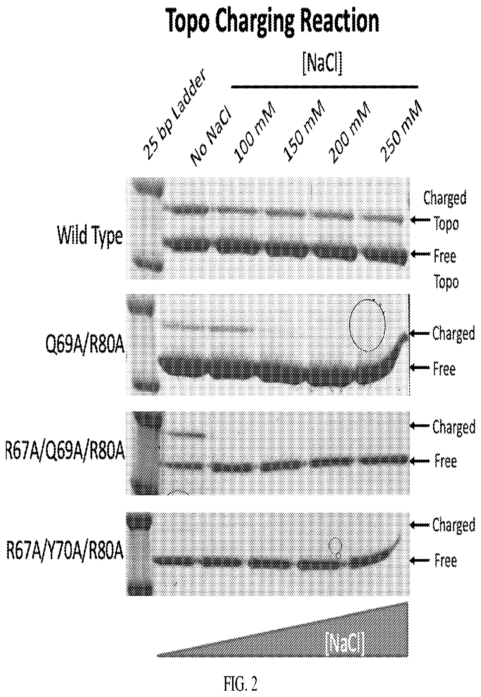 Patent US12338470 Figure 2 – Enzymes and systems for synthesizing DNA