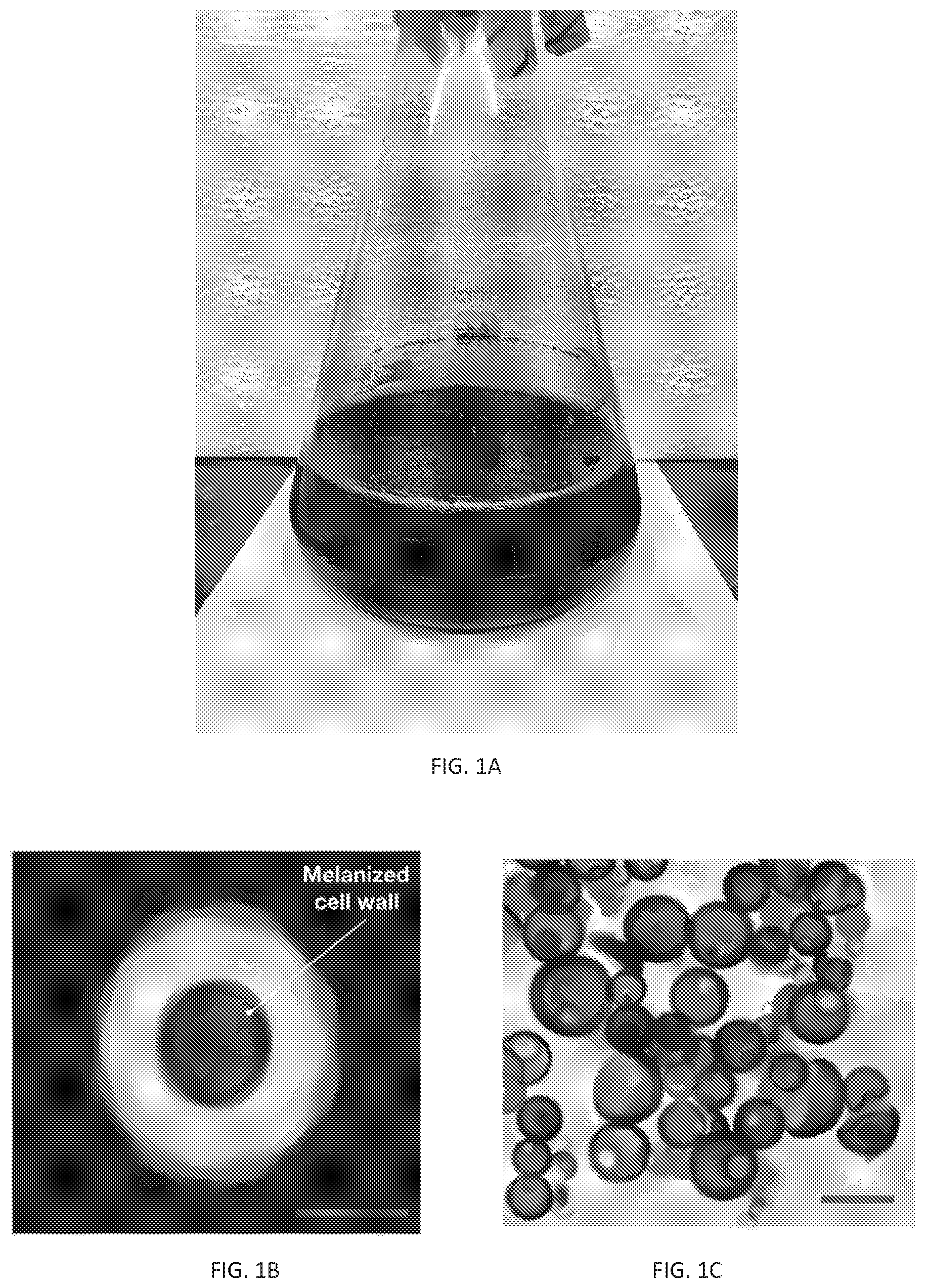 Patent US12338472 Figure 1 – Isolation of fungal melanin and uses in external radiation shielding and heat capture