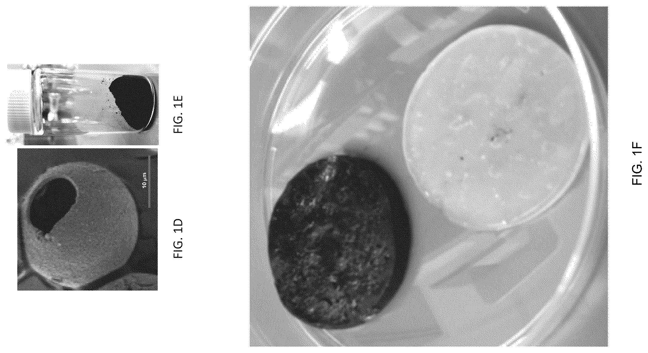 Patent US12338472 Figure 2 – Isolation of fungal melanin and uses in external radiation shielding and heat capture