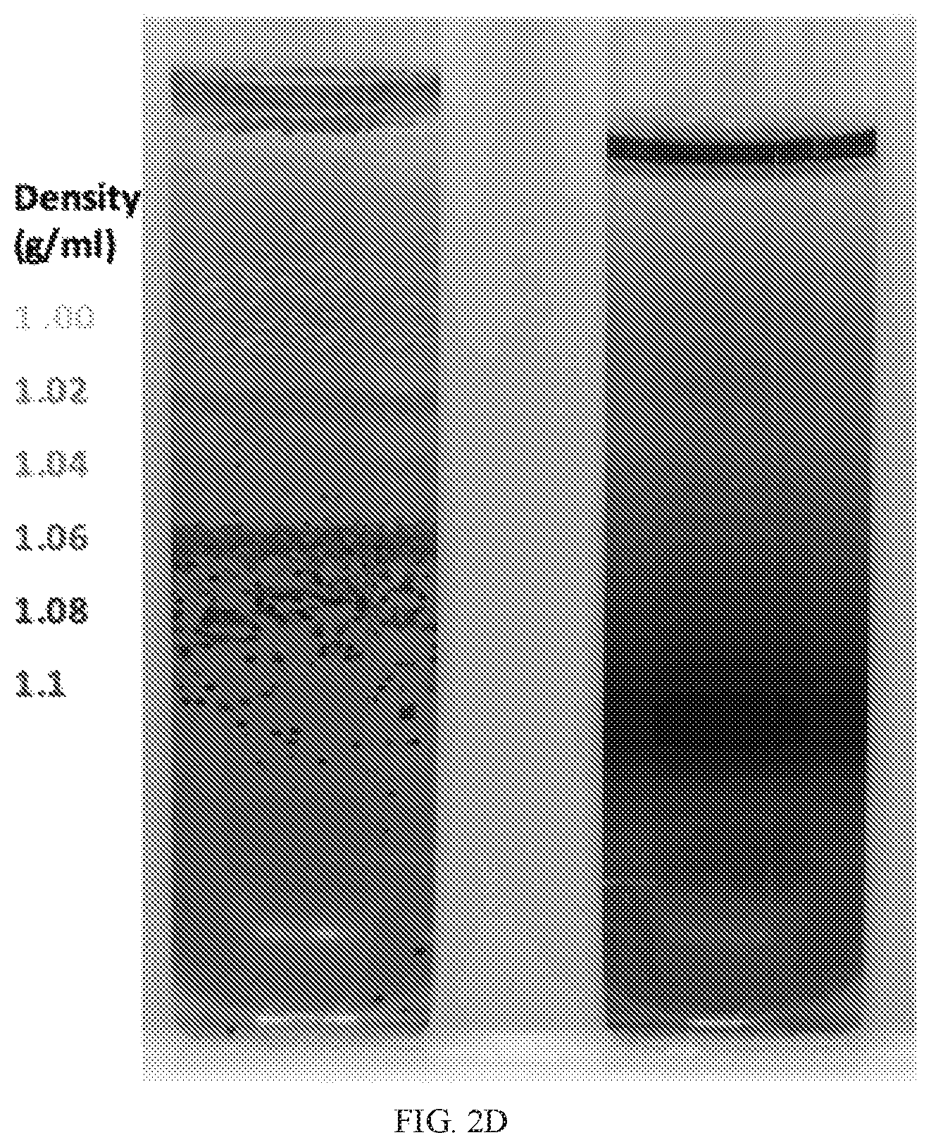 Patent US12338472 Figure 5 – Isolation of fungal melanin and uses in external radiation shielding and heat capture
