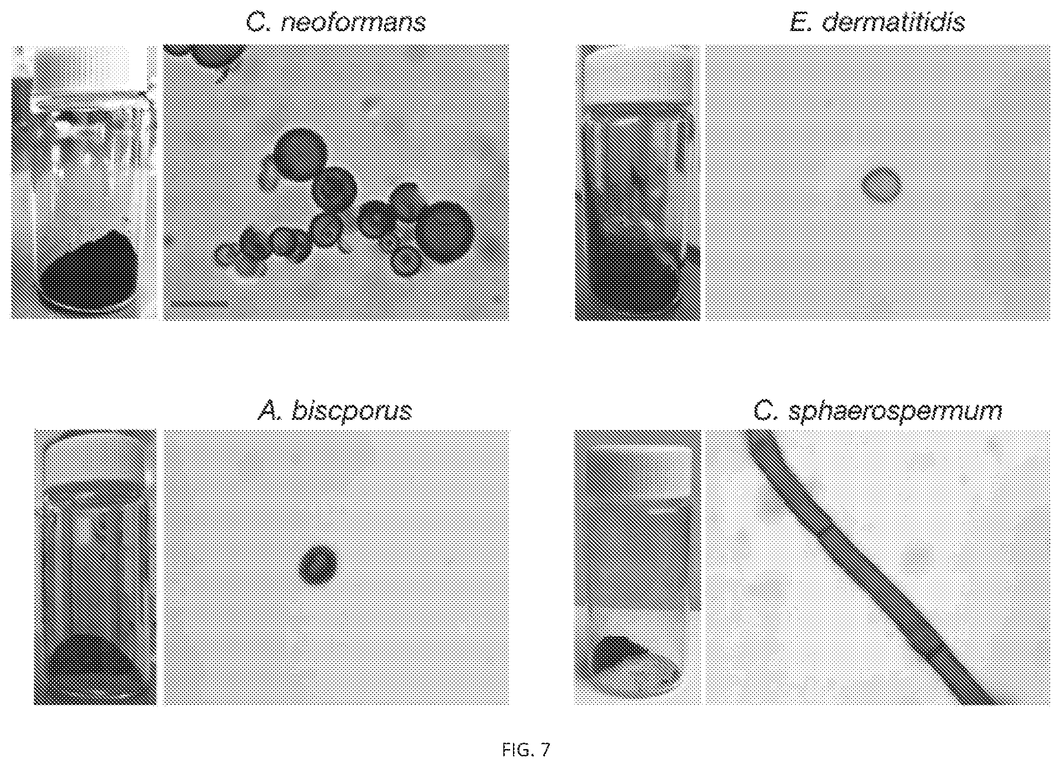 Patent US12338472 Figure 16 – Isolation of fungal melanin and uses in external radiation shielding and heat capture
