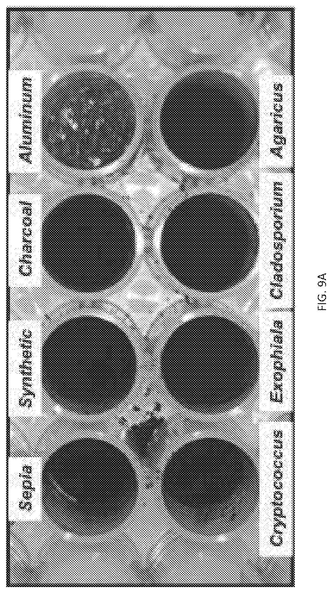 Patent US12338472 Figure 18 – Isolation of fungal melanin and uses in external radiation shielding and heat capture