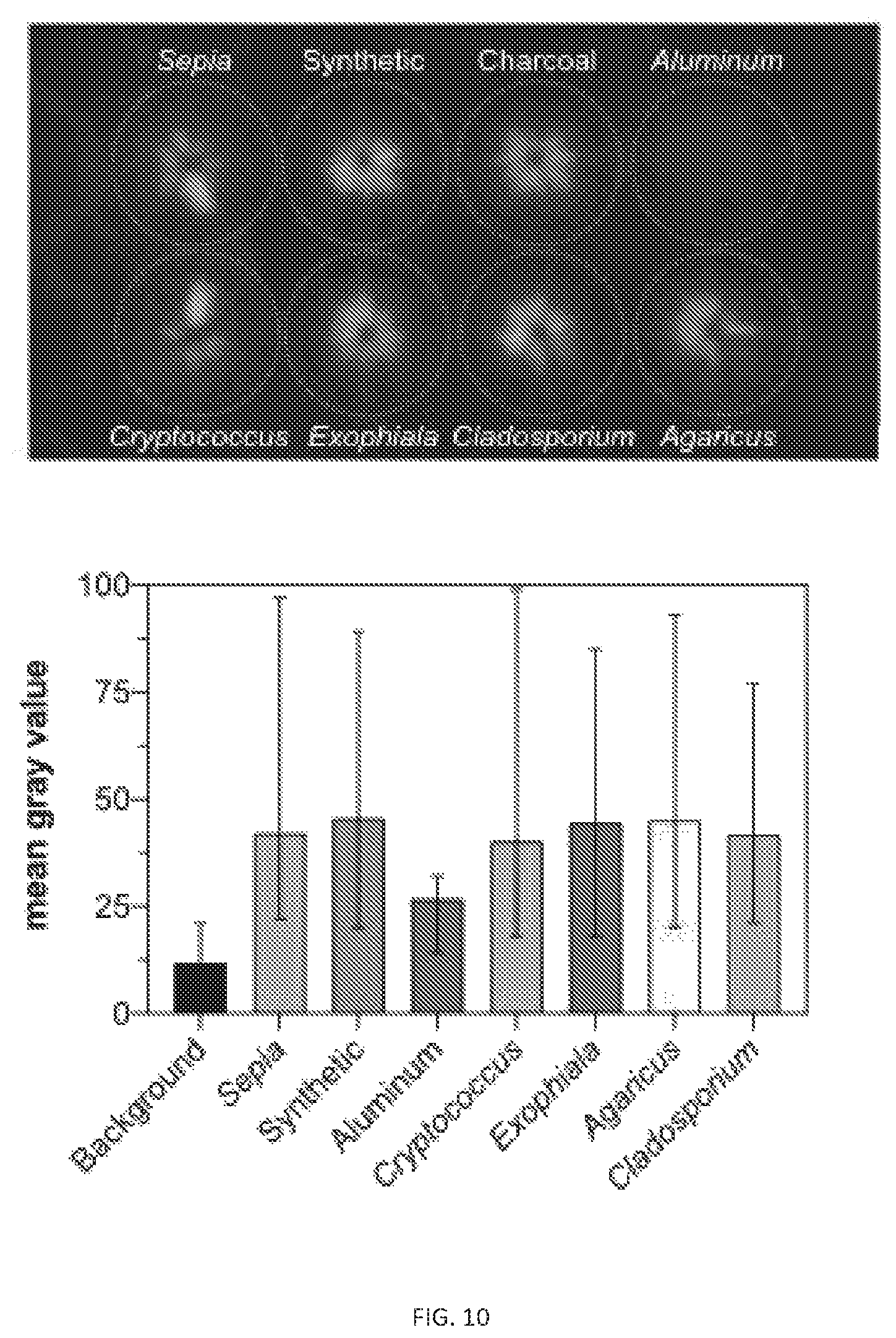Patent US12338472 Figure 20 – Isolation of fungal melanin and uses in external radiation shielding and heat capture