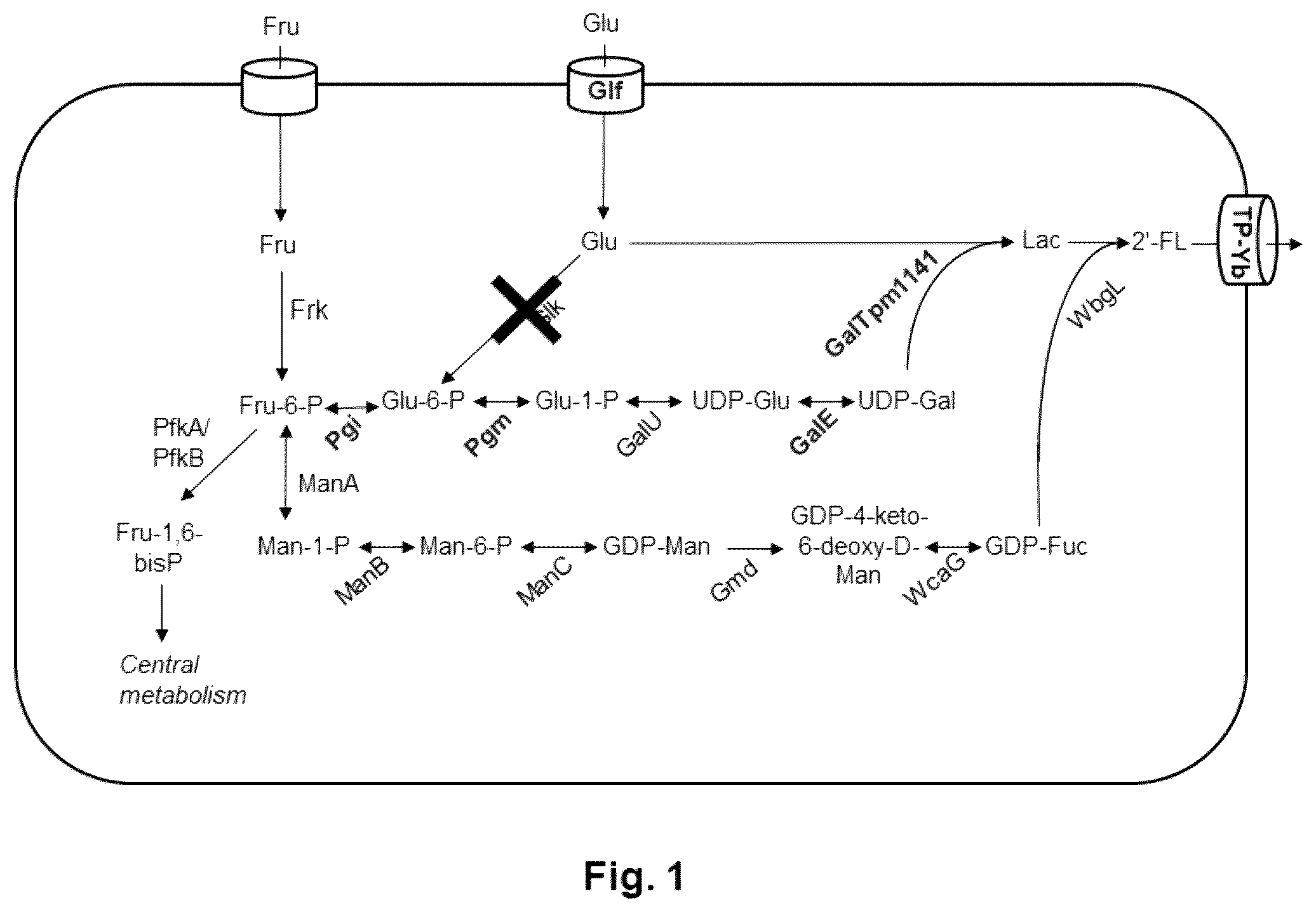 Patent US12338473 — Fermentative production of oligosaccharides by total fermentation utilizing a mixed feedstock — Figure 1