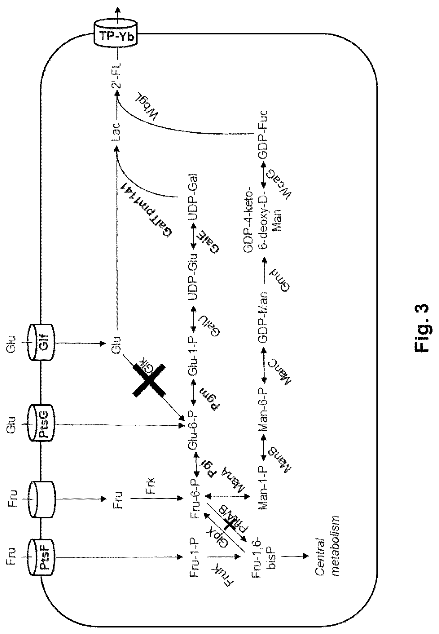 Patent US12338473 Figure 3 – Fermentative production of oligosaccharides by total fermentation utilizing a mixed feedstock