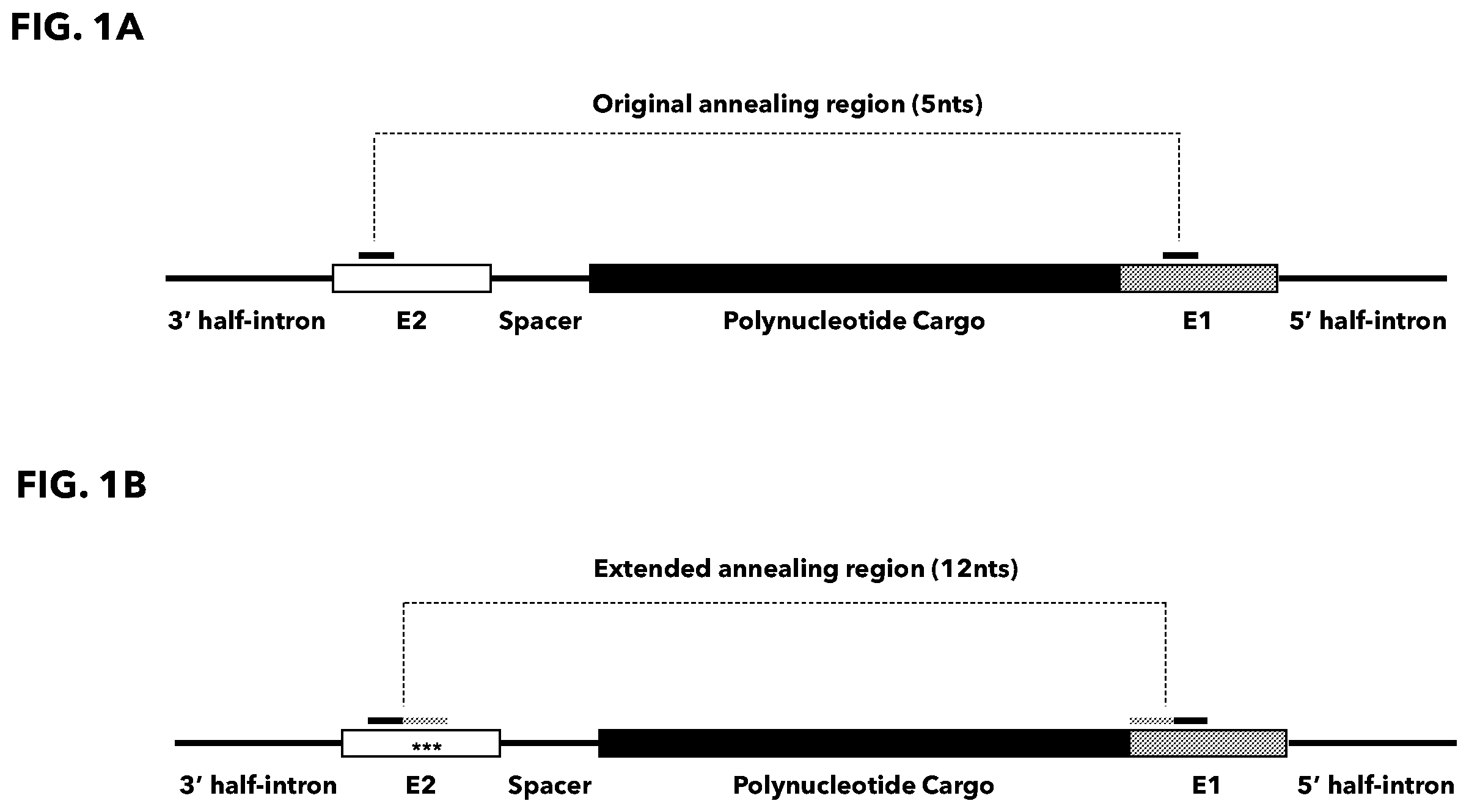 Patent US12338474 Figure 1 – Compositions and methods for producing circular polyribonucleotides