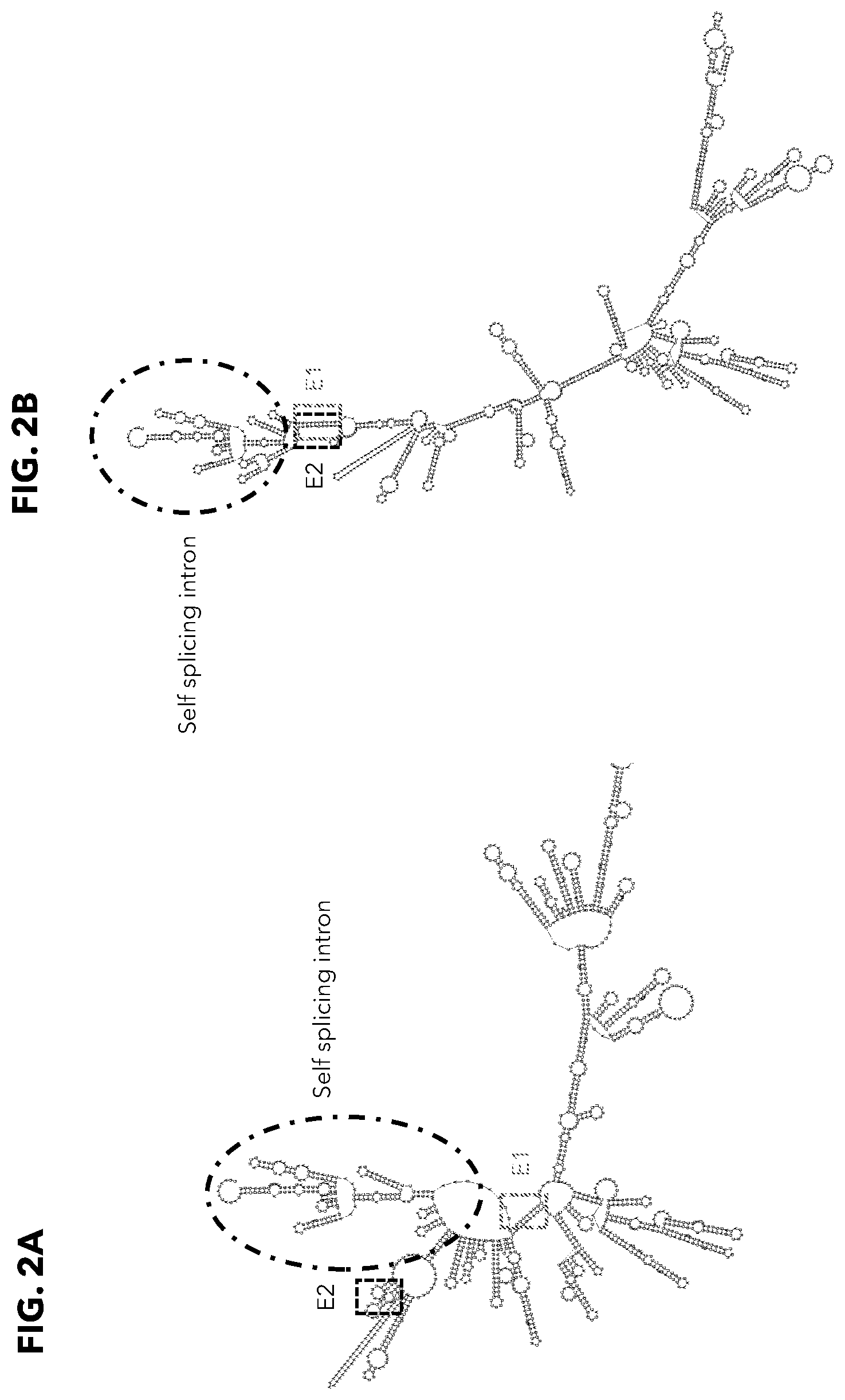 Patent US12338474 Figure 2 – Compositions and methods for producing circular polyribonucleotides