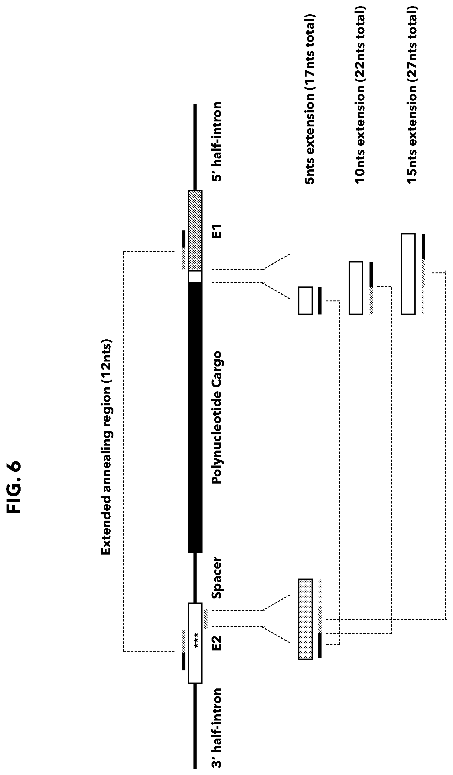 Patent US12338474 Figure 6 – Compositions and methods for producing circular polyribonucleotides