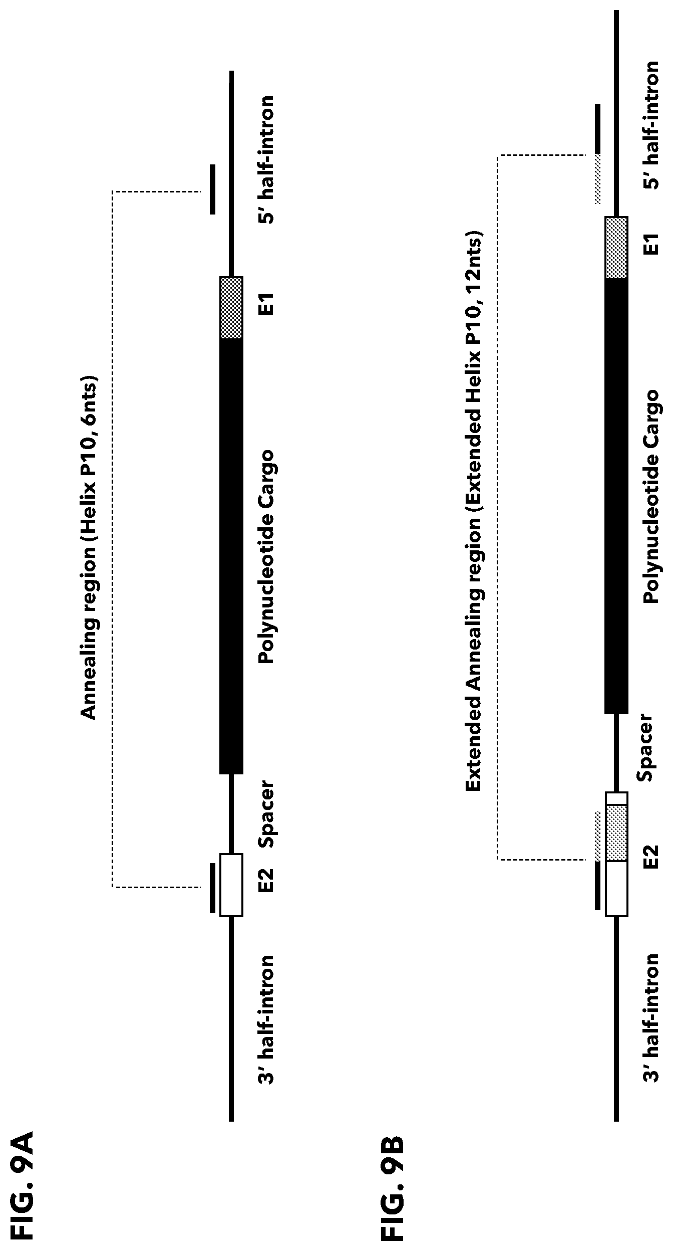 Patent US12338474 Figure 9 – Compositions and methods for producing circular polyribonucleotides