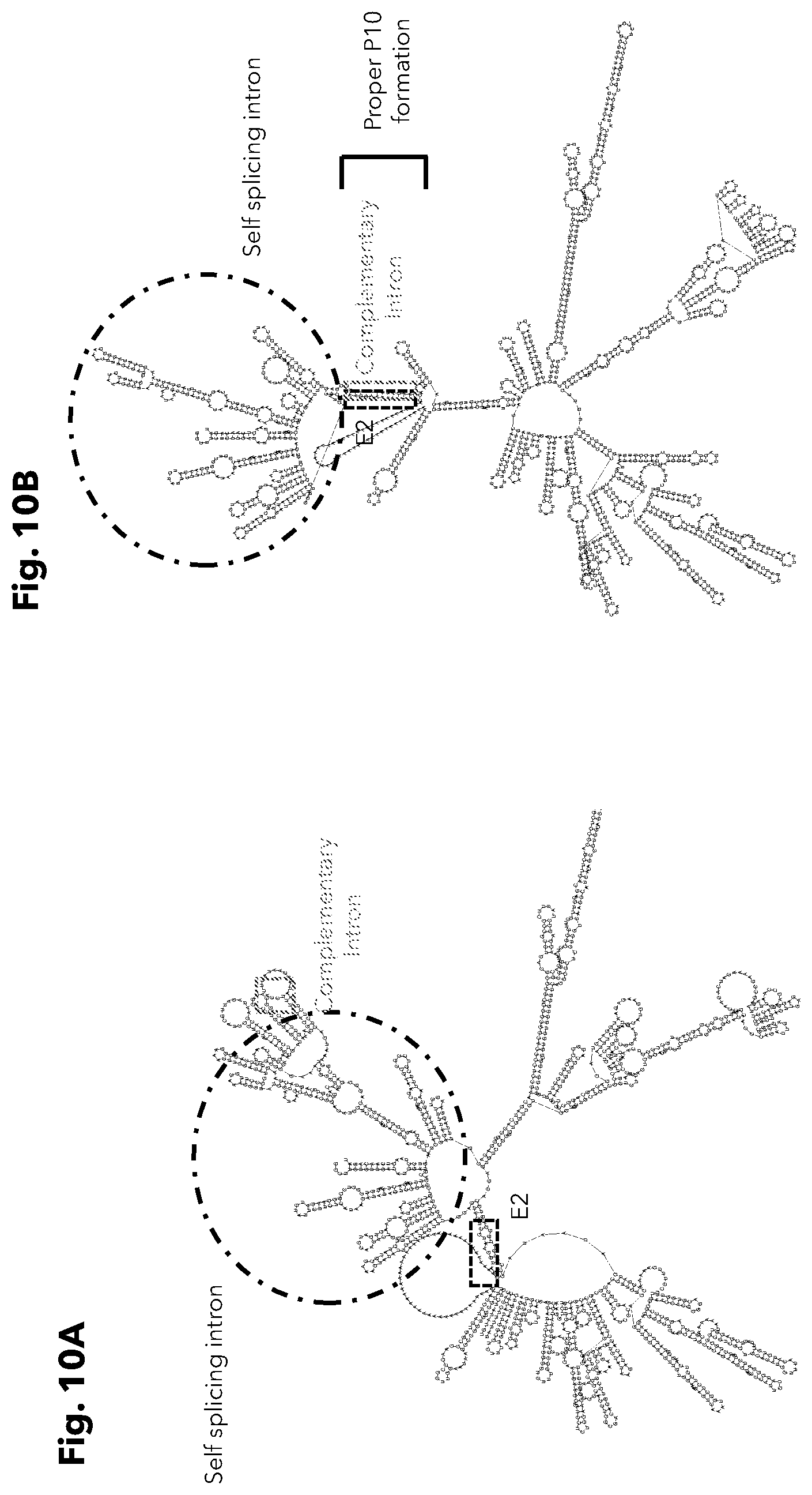 Patent US12338474 Figure 10 – Compositions and methods for producing circular polyribonucleotides