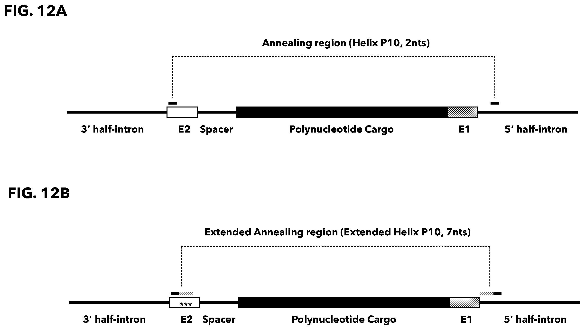 Patent US12338474 Figure 12 – Compositions and methods for producing circular polyribonucleotides