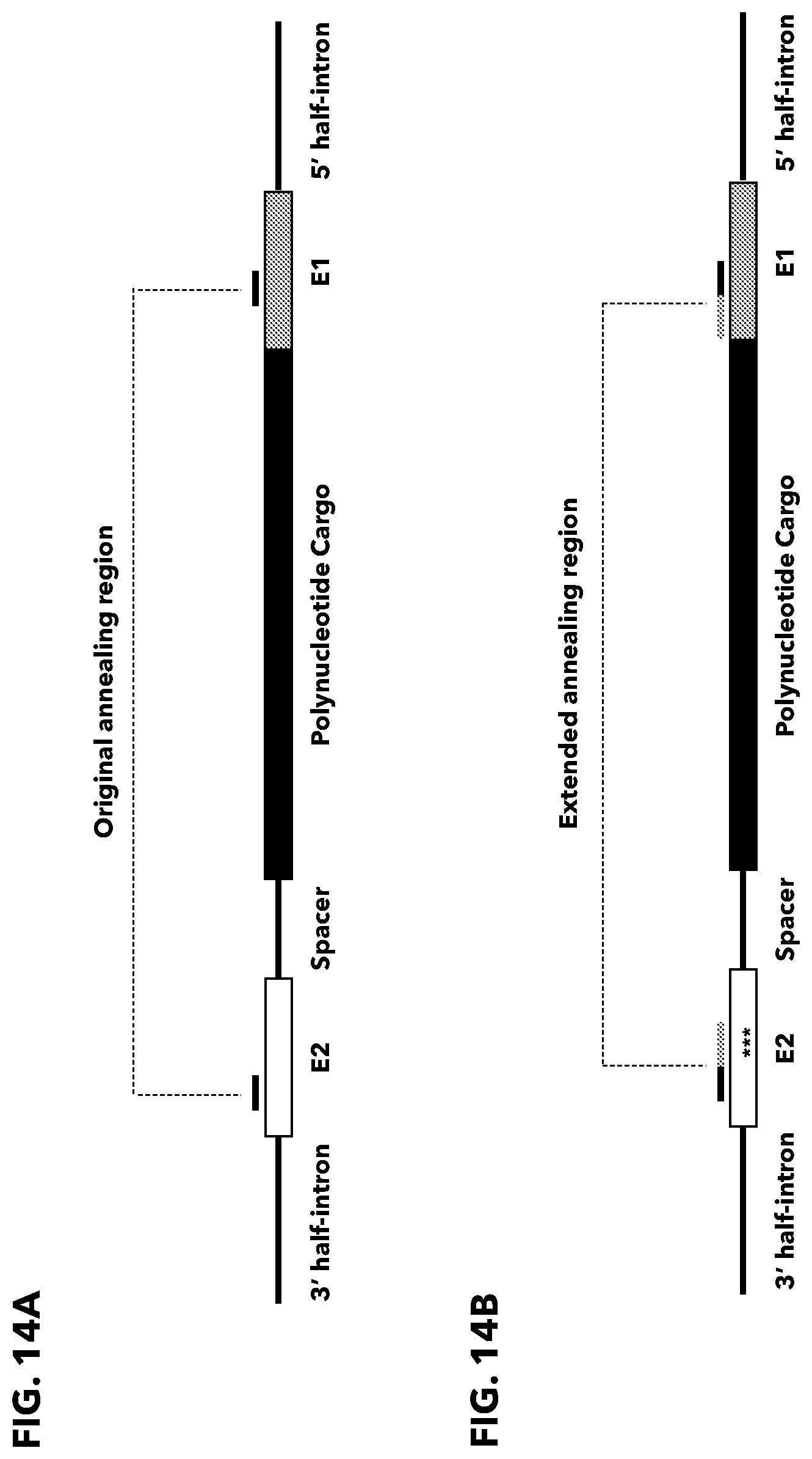 Patent US12338474 Figure 14 – Compositions and methods for producing circular polyribonucleotides