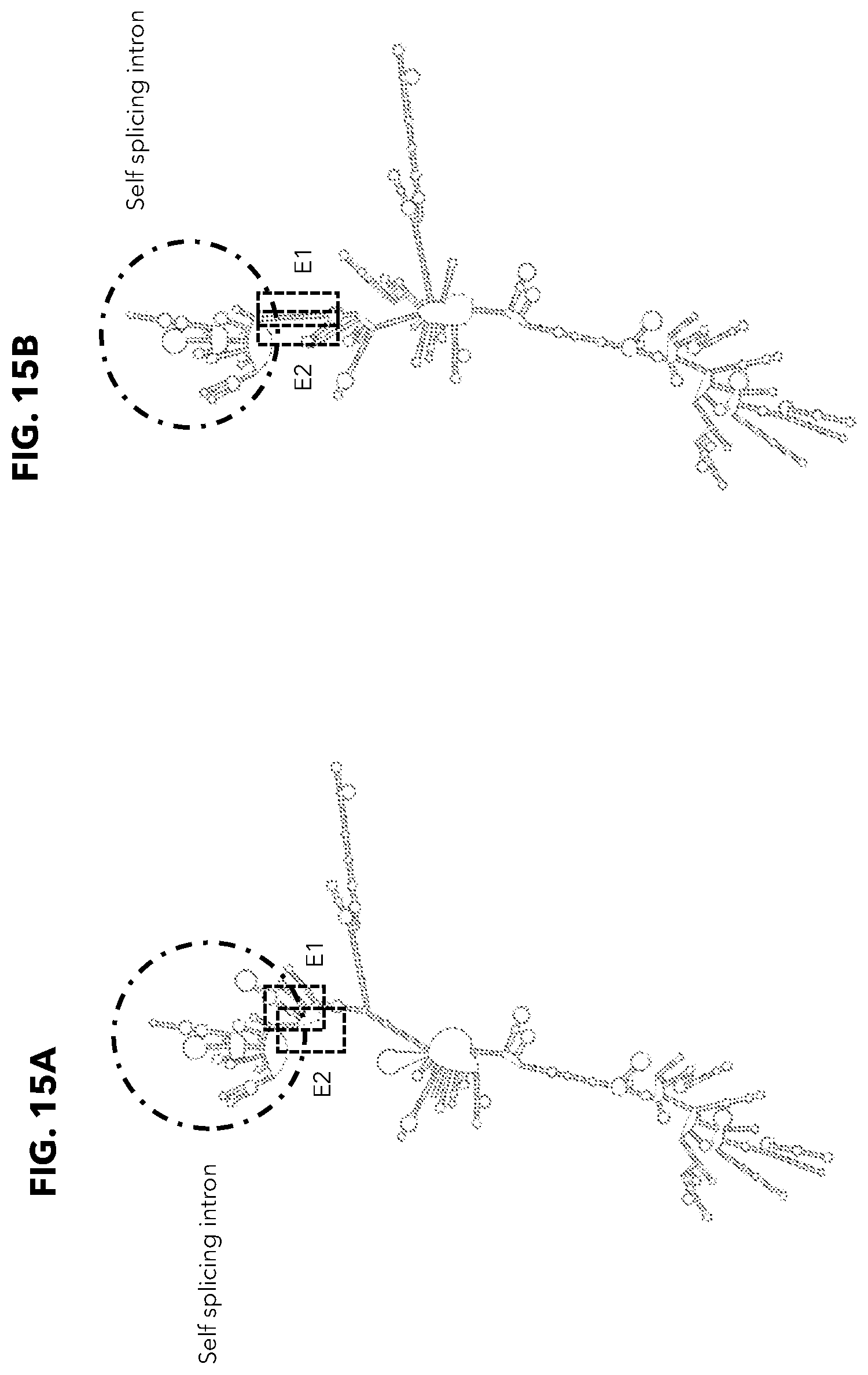 Patent US12338474 Figure 15 – Compositions and methods for producing circular polyribonucleotides