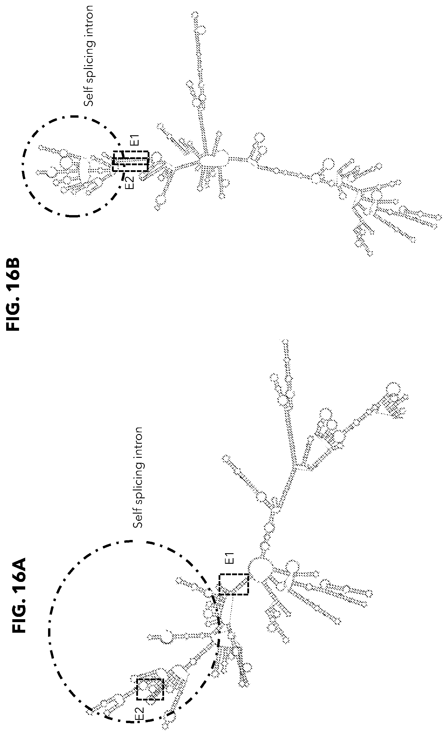 Patent US12338474 Figure 16 – Compositions and methods for producing circular polyribonucleotides