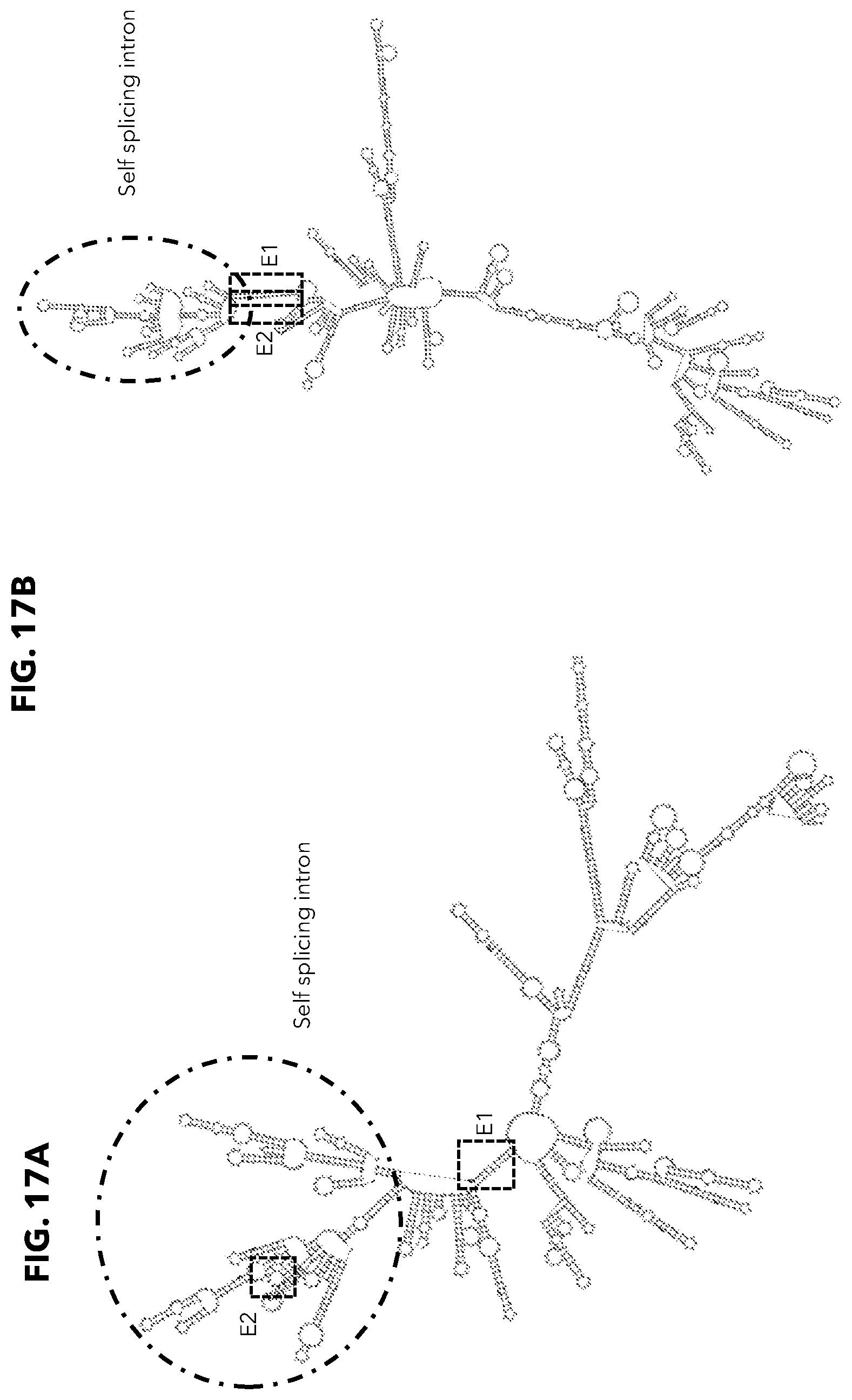 Patent US12338474 Figure 17 – Compositions and methods for producing circular polyribonucleotides