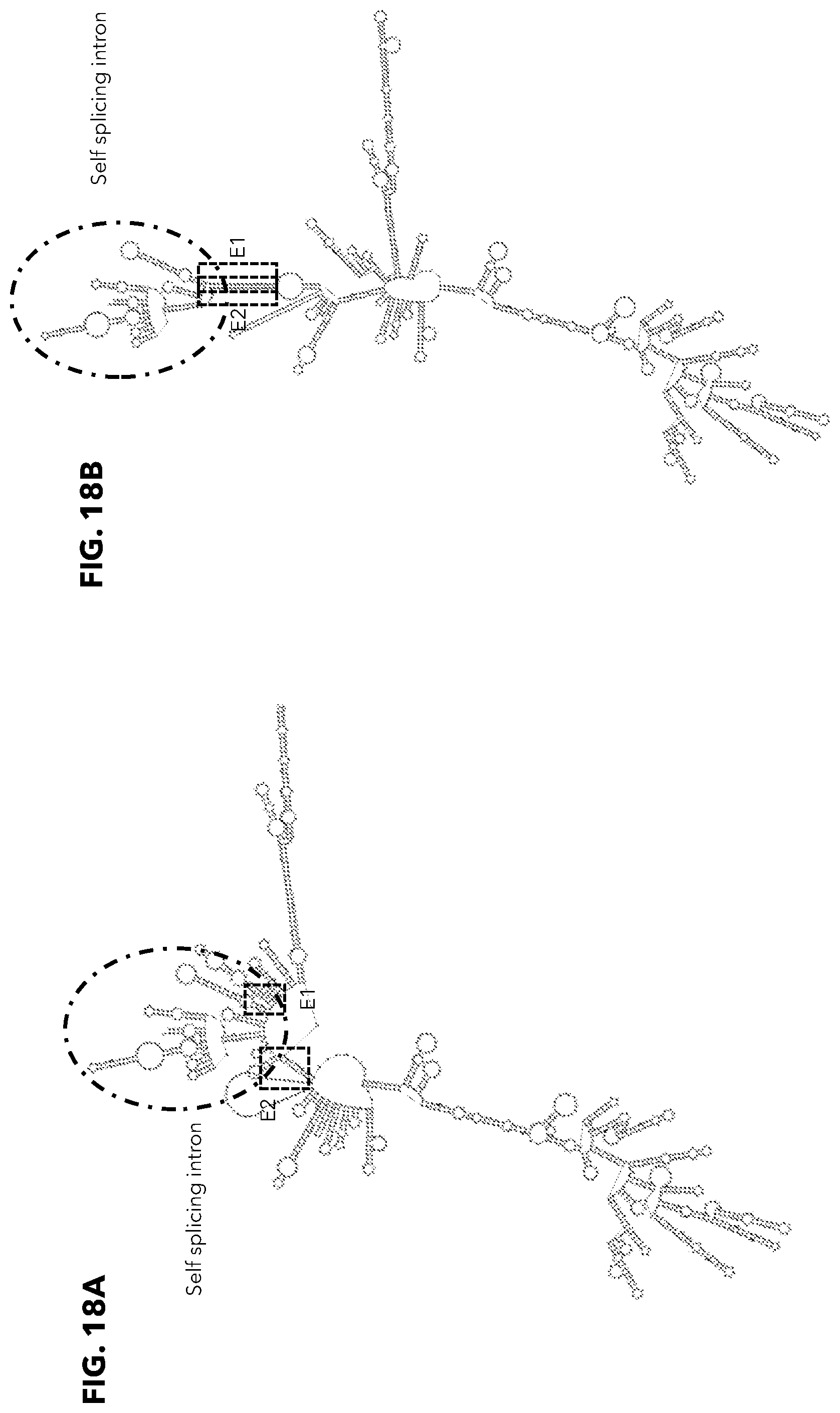Patent US12338474 Figure 18 – Compositions and methods for producing circular polyribonucleotides