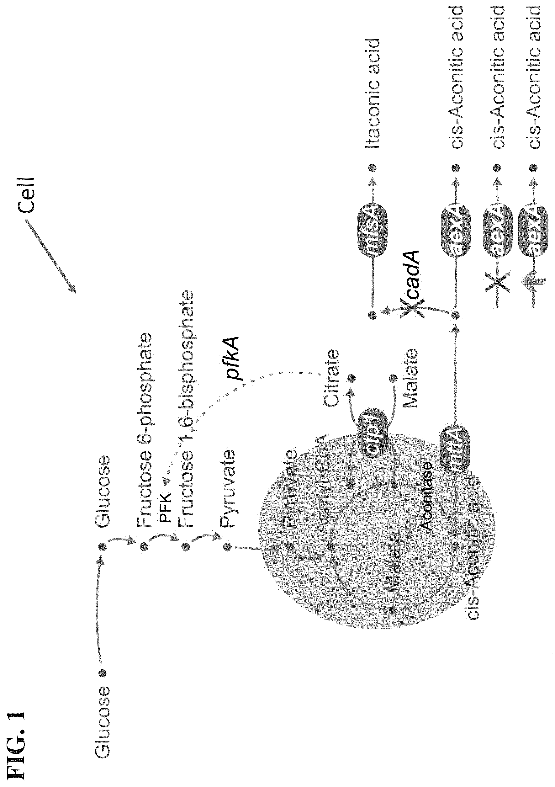 Patent US12338480 Figure 1 – Aconitic acid exporter (aexA) increases organic acid production in aspergillus