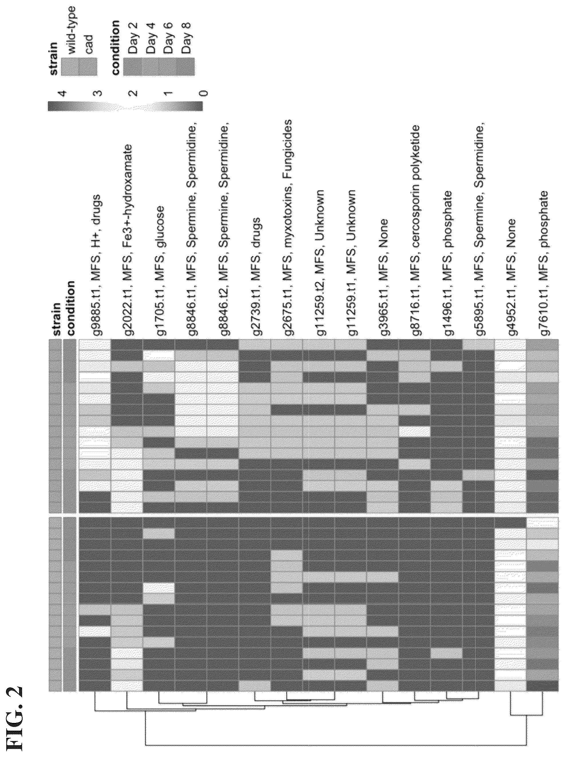 Patent US12338480 Figure 2 – Aconitic acid exporter (aexA) increases organic acid production in aspergillus