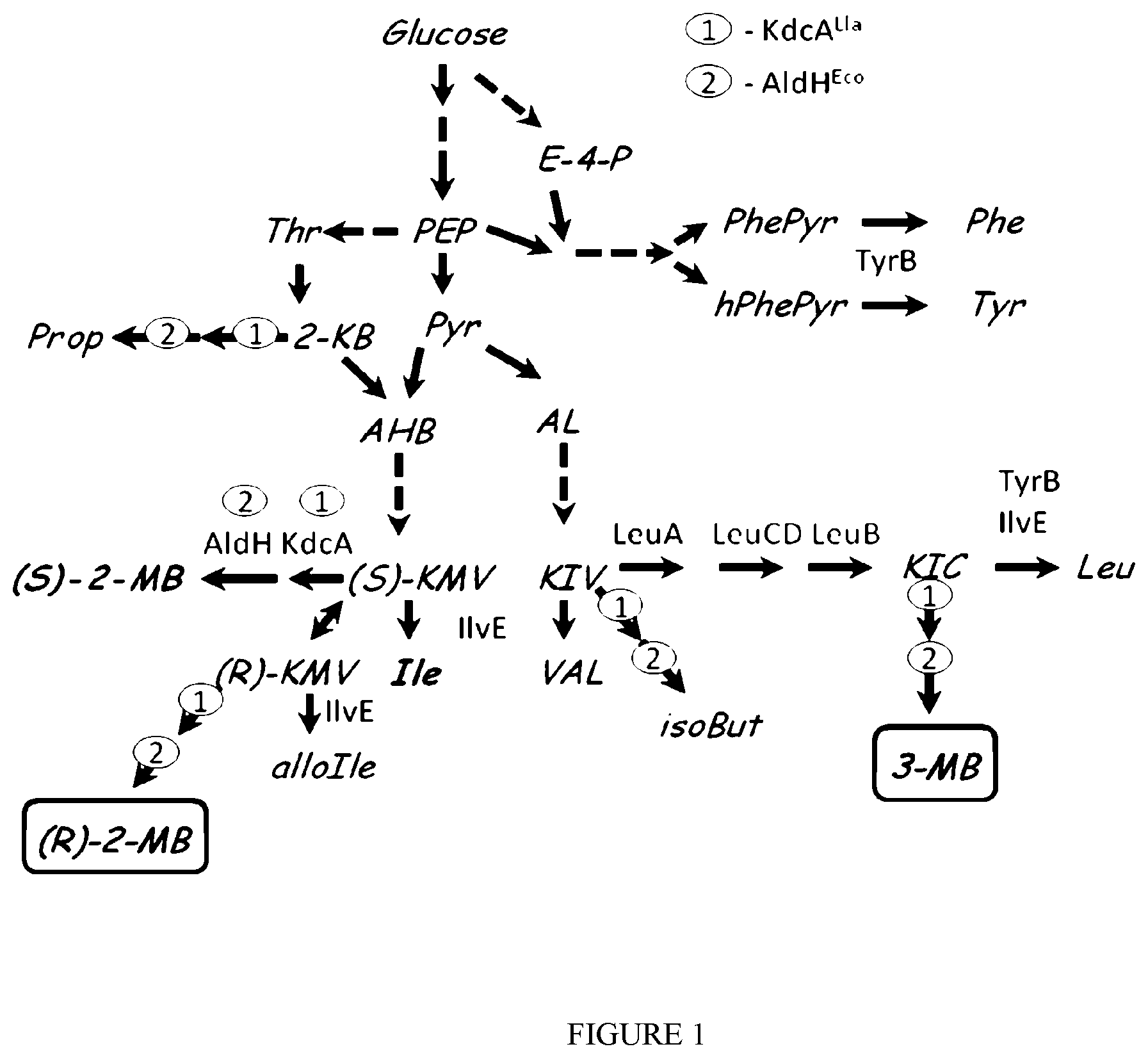 Patent US12338481 Figure 1 – Method for producing 2-methyl-butyric acid by bacterial fermentation
