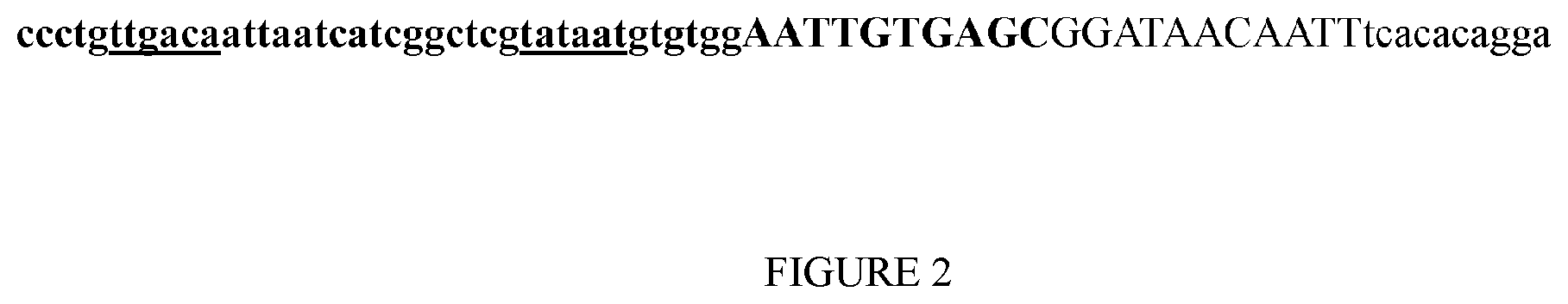 Patent US12338481 Figure 2 – Method for producing 2-methyl-butyric acid by bacterial fermentation