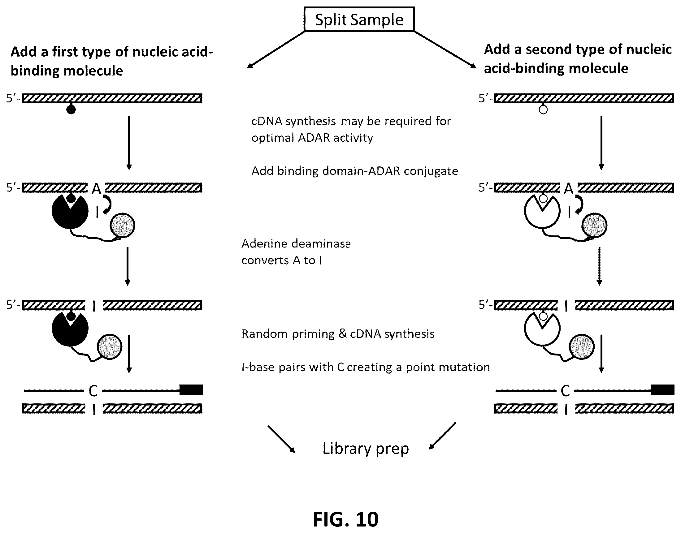 Patent US12338485 Figure 10 – Multiplexed profiling of RNA and DNA modifications