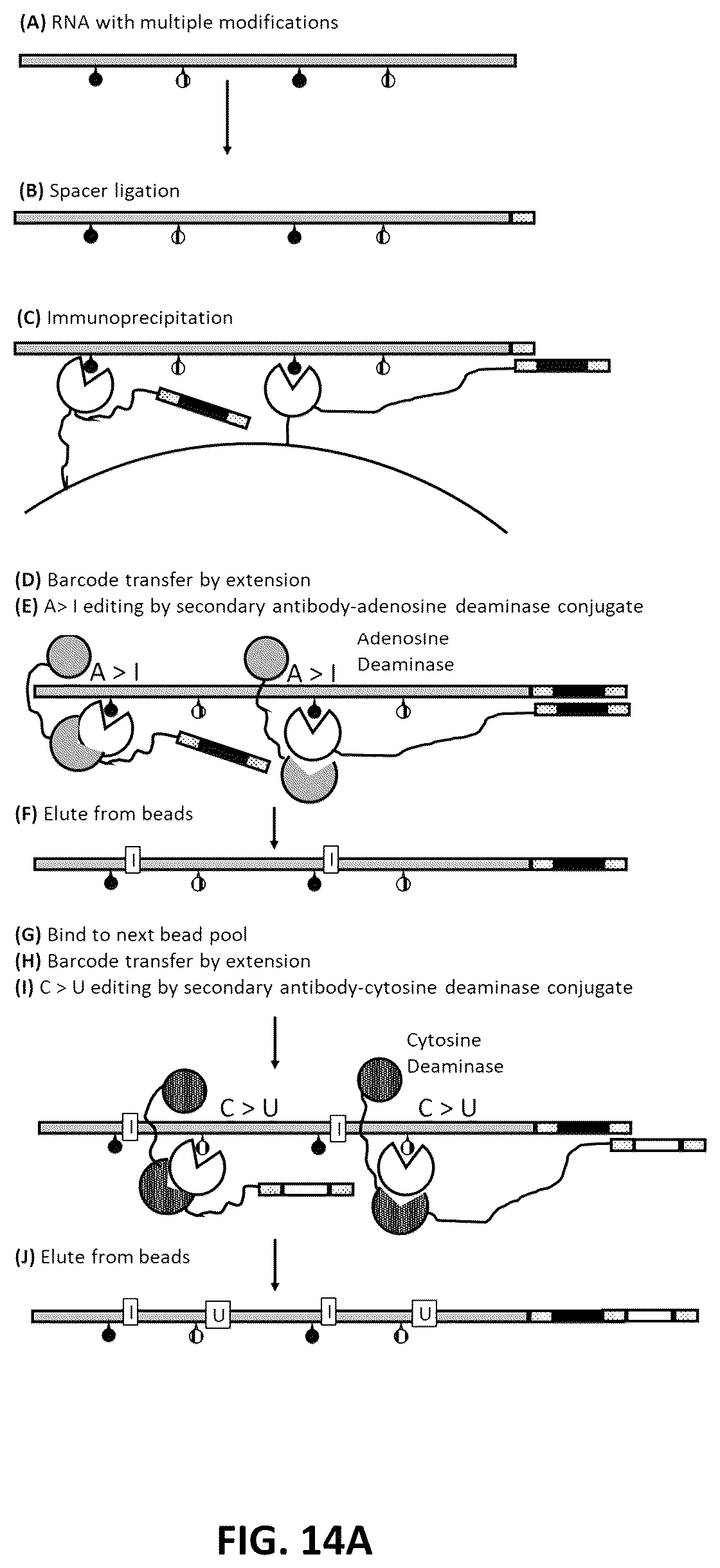Patent US12338485 Figure 14 – Multiplexed profiling of RNA and DNA modifications