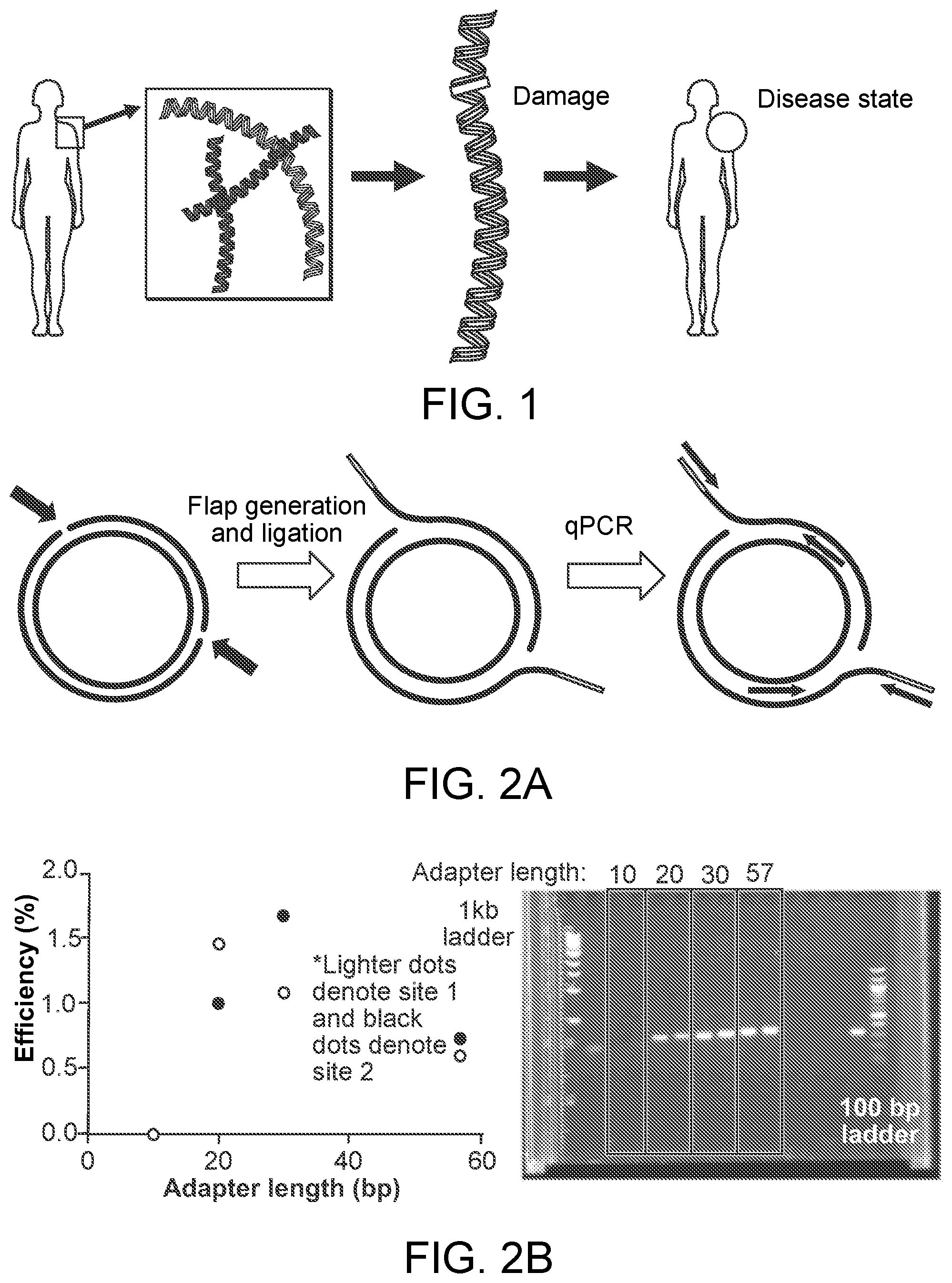 Patent US12338486 Figure 1 – Single-stranded break detection in double-stranded DNA